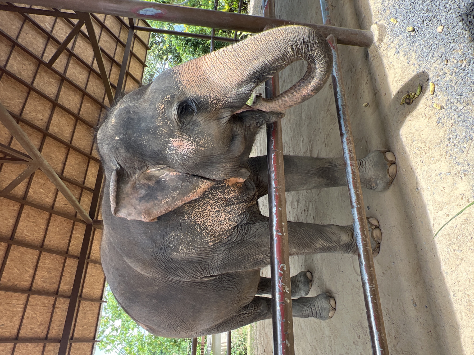An Asian elephant is standing under a wooden shelter with a corrugated metal roof. The elephant is dark gray with pinkish skin markings on its face and ears. Its trunk is curved near its mouth, and it appears to be eating something small. The elephant is behind a metal fence with red-painted bars. The ground is covered in sand and small stones. In the background, there are green trees and foliage. The scene is located in Baan Thurian, Thailand.