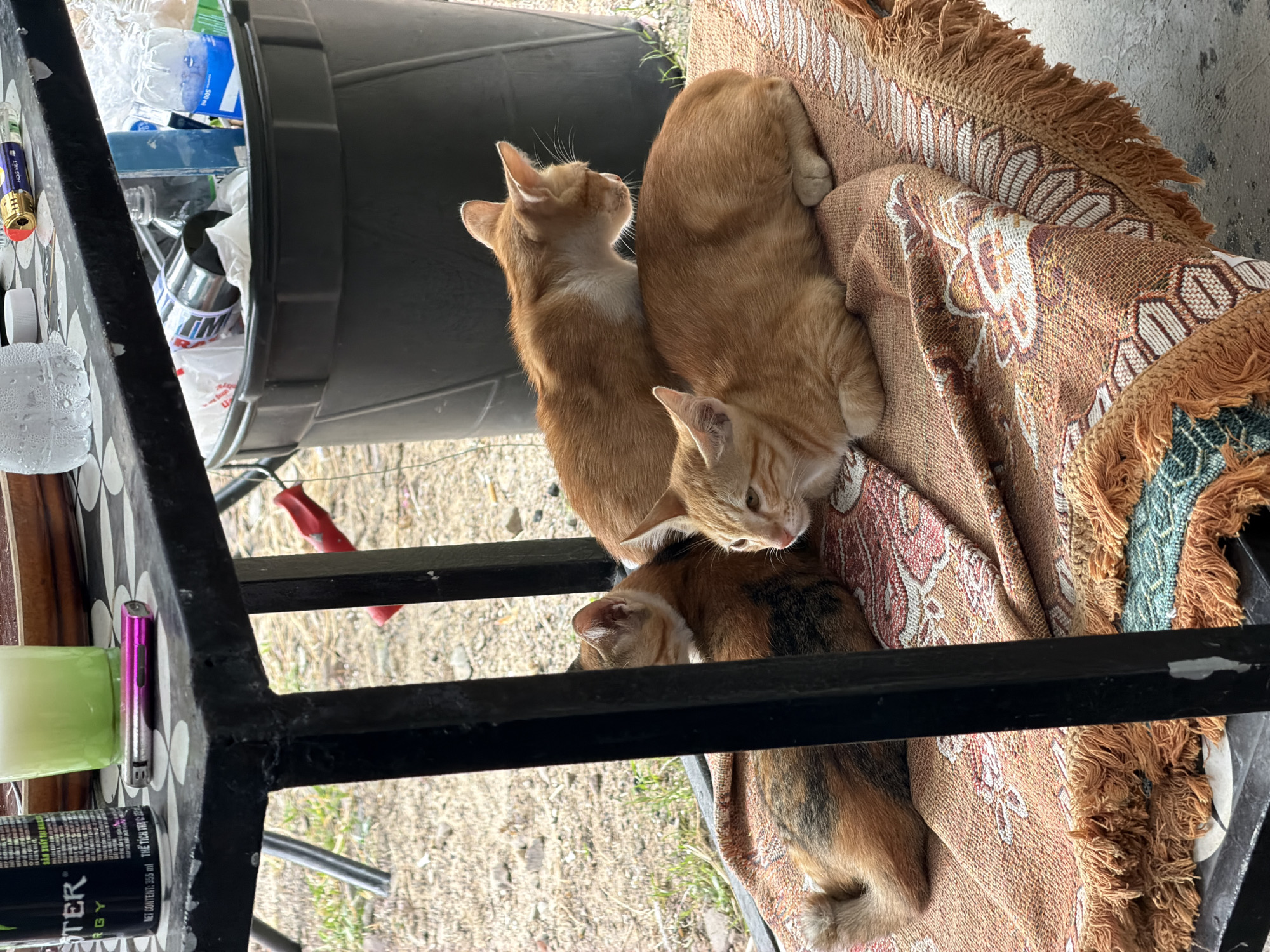 Three ginger cats are resting on a patterned rug placed on the ground. The rug is a warm brown color with white and red floral patterns and a fringe. One cat is lying down with its head turned to the left, another is curled up with its head tucked, and the third cat is resting on top of the curled-up cat, looking to the right. In the background, a black trash can is visible, filled with various items including plastic bottles and cans. To the left of the trash can, a metal table leg is prominent, and on the table, a black energy drink can, a glass of green liquid, and a pink lighter are partially visible. The scene appears to be outdoors, possibly in an urban or suburban area in Phu Thuy Ward, Vietnam, given the presence of everyday objects and the natural ground cover.