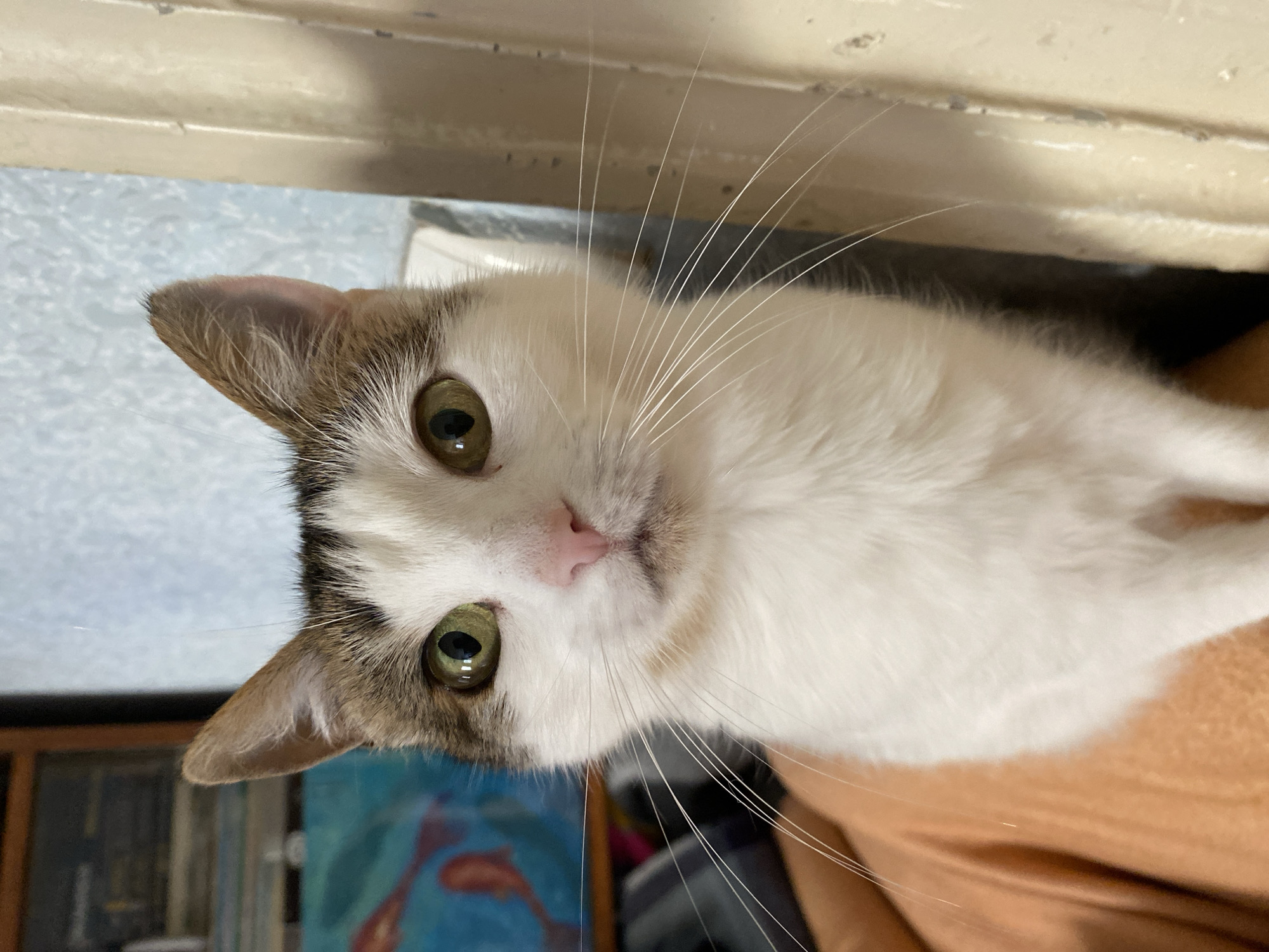 A close-up, head-on shot captures a white and brown tabby cat with wide, alert green eyes. The cat's gaze is directed slightly to the viewer's right. Its pink nose is prominent, and its long, white whiskers extend outwards. The cat has pointed ears with brown markings on the outer edges and back. The background is softly blurred, showing a blue and white patterned wall and a sliver of a wooden shelf with books. To the right, a textured, cream-colored vertical object, possibly a radiator or door frame, is visible. The cat is positioned against an orange surface, likely clothing or a blanket, in the lower left of the frame. The lighting is natural, creating soft shadows and highlights.
