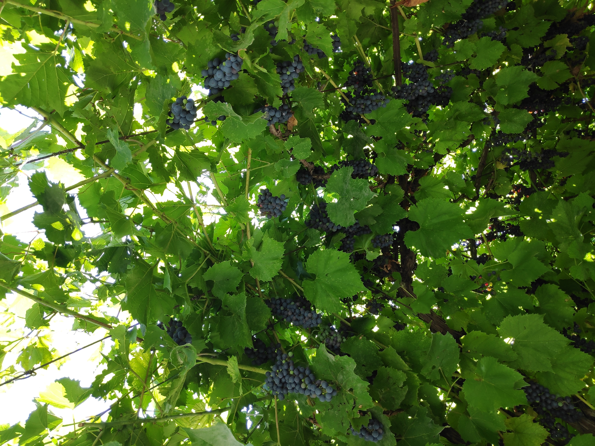 This is a close-up, upward-facing shot of a grapevine laden with dark purple grapes, viewed from below in an outdoor setting. The leaves of the grapevine are a vibrant green, with some showing signs of sunlight filtering through. The image captures multiple clusters of grapes, some of which are partially obscured by the foliage. The scene is set against a bright, sunlit sky, suggesting it was taken during daylight hours. The image does not contain any people or explicit indications of a specific city or country, nor does it provide details about the location within "городское поселение Белогорск, Ukraine."