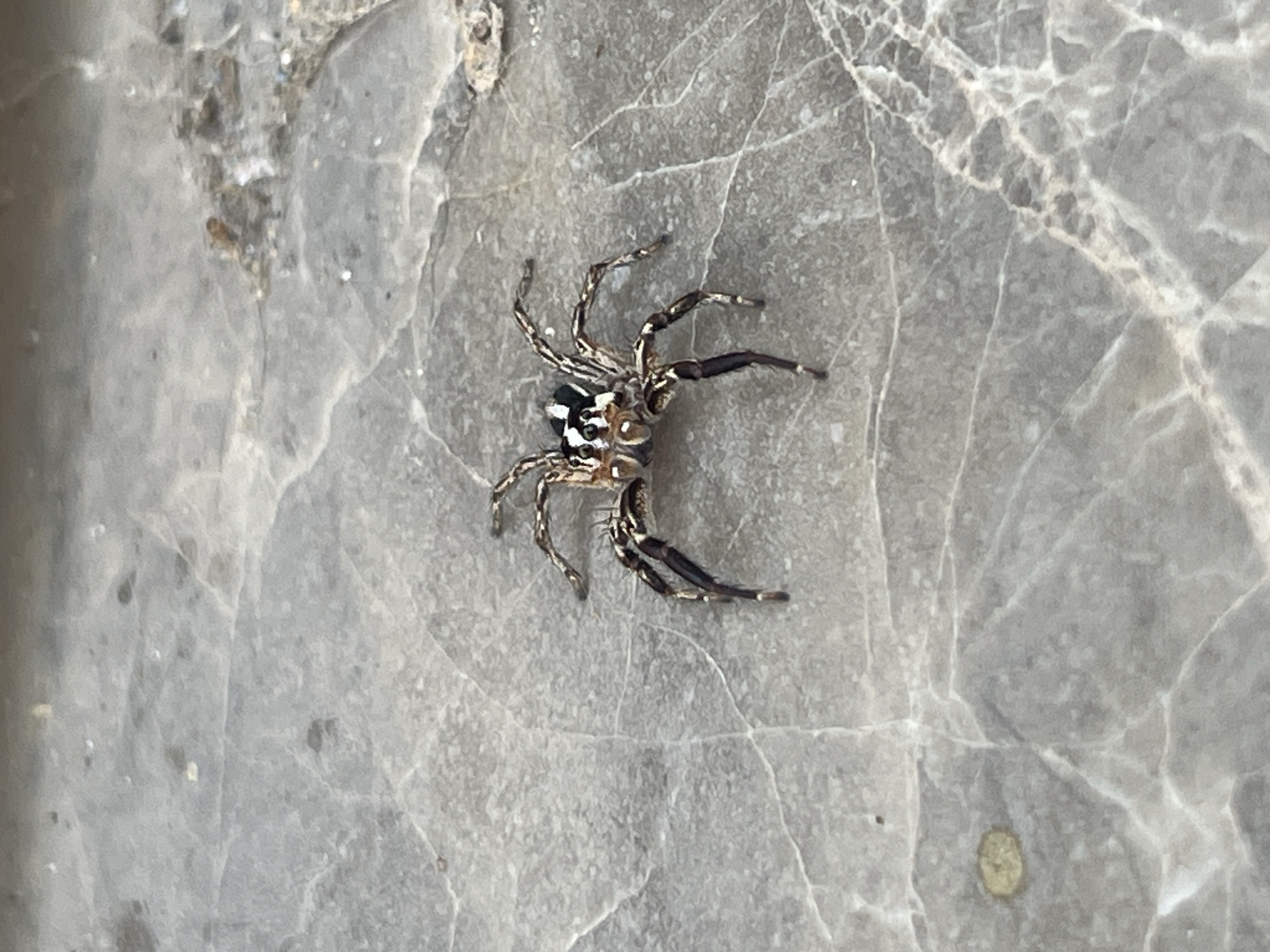 A jumping spider with brown and white markings is positioned in the center of the frame on a grey, marbled surface. The spider's legs are extended, and its body is facing the viewer. The surface appears to be a stone or concrete area, with visible veins and textures. The lighting suggests an outdoor environment. The scene is devoid of human presence.