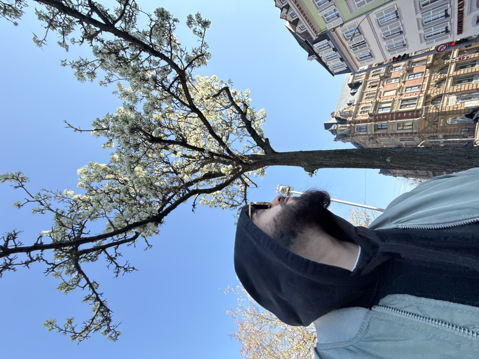 The image displays an urban street scene in Strasbourg, France, specifically at the intersection of Rue du Vieux-Marché-aux-Vins and Rue de la Haute Montée. The scene is illuminated by clear daylight under a bright blue sky.
In the foreground, on the left, a male subject is partially visible from the chest upwards, angled upwards and to the right. He wears dark sunglasses, a black hooded sweatshirt, and a light grey or pale green bomber jacket. A dark beard is visible on his face. He is looking towards the upper right of the frame.
Dominating the central and upper portions of the image is a deciduous tree with dark branches heavily laden with small white blossoms, indicating a spring season.
In the background, on the right side of the frame, two multi-story buildings are prominent. The leftmost building in the background is an ornate structure, primarily constructed of red brick with lighter stone accents, featuring numerous windows and a distinctive corner turret with a domed roof. Adjacent to it on the right is another multi-story building with a pastel green facade, white window frames, and closed white shutters. A red traffic light signal is partially visible on the far right, positioned in front of the pastel-colored building. A silver street light pole is partially visible behind the subject on the left. No other individuals or significant actions are present.
