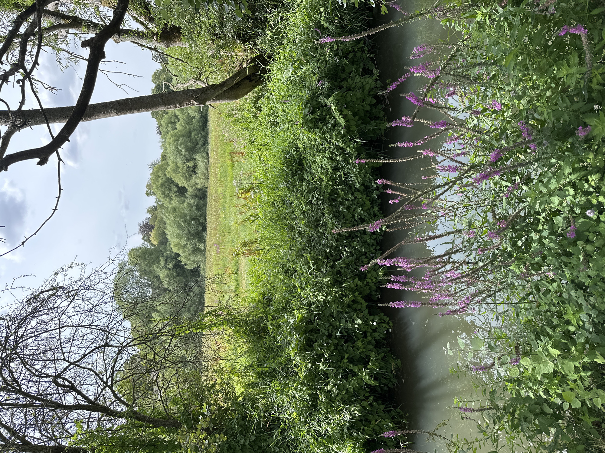 A scenic, nature-focused image captures a tranquil river flowing through a lush green landscape. The foreground is dominated by the gently flowing water and the vibrant green of various plants, including tall stalks of purple wildflowers reaching upwards. The riverbanks are densely covered with thick foliage, creating a natural, uncultivated look. Beyond the river, a wide, open field stretches into the distance, dotted with wildflowers and grasses, suggesting a meadow or prairie. The background features a dense line of trees and shrubs, forming a natural barrier that separates the field from the sky. The sky above is partly cloudy, with patches of blue visible through the white clouds. The overall scene evokes a sense of peacefulness and natural beauty, characteristic of a rural or parkland setting. The image is taken from a slightly elevated position, looking across the river and field.