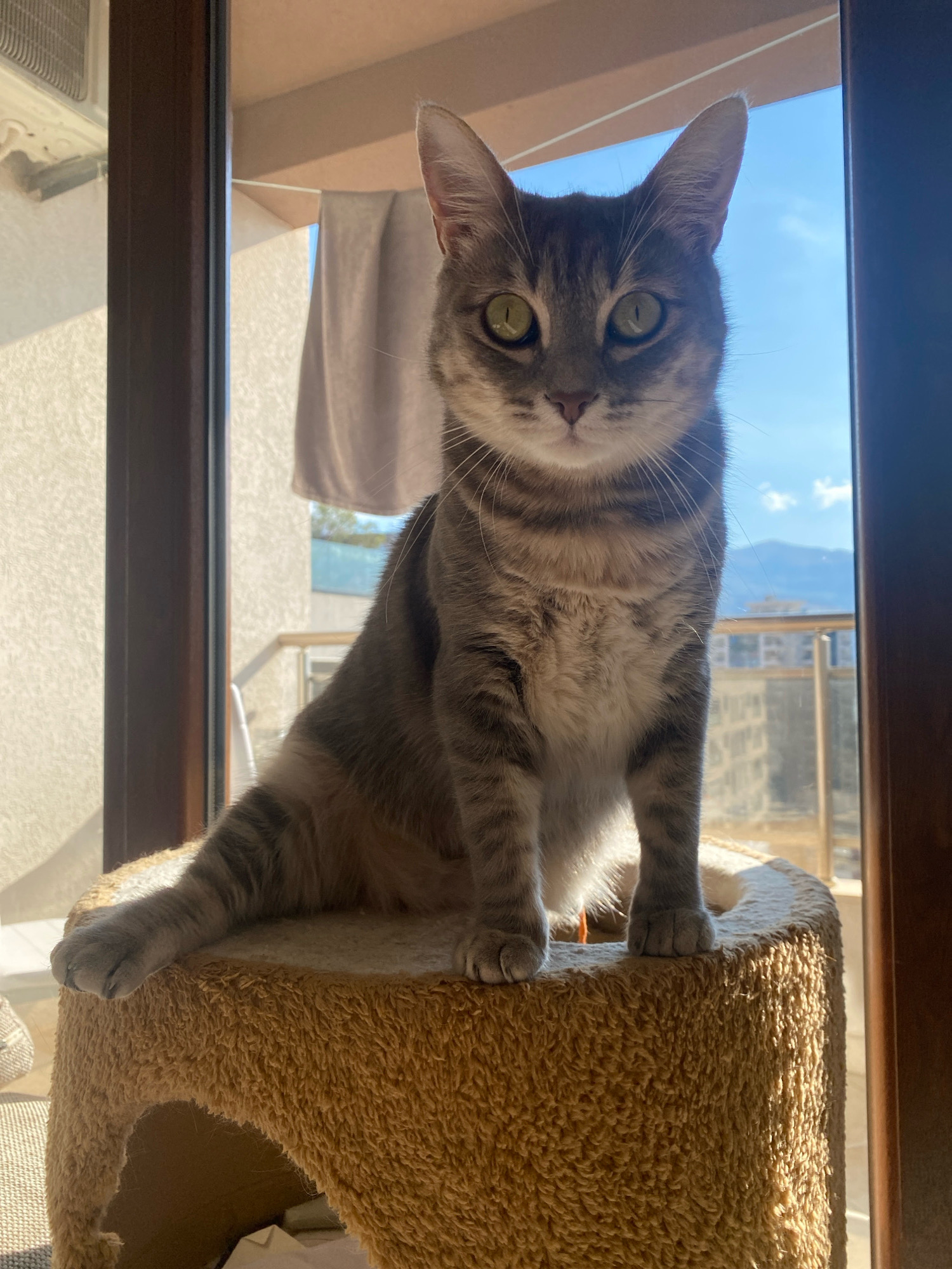A medium shot captures a grey tabby cat sitting on a carpeted cat tree. The cat, facing forward, has green eyes and distinctive grey stripes. Its left front paw extends outwards, while its hind legs are tucked underneath. The cat tree, covered in a textured, light brown carpet, has an arched opening visible beneath it. The background is dominated by a large window with a view of a city skyline, featuring apartment buildings and mountains under a clear blue sky. Sunlight streams in from the right, casting shadows and highlighting the cat's fur. The scene appears to be indoors, possibly an apartment in Budva, Montenegro, given the architectural style of the buildings visible outside.