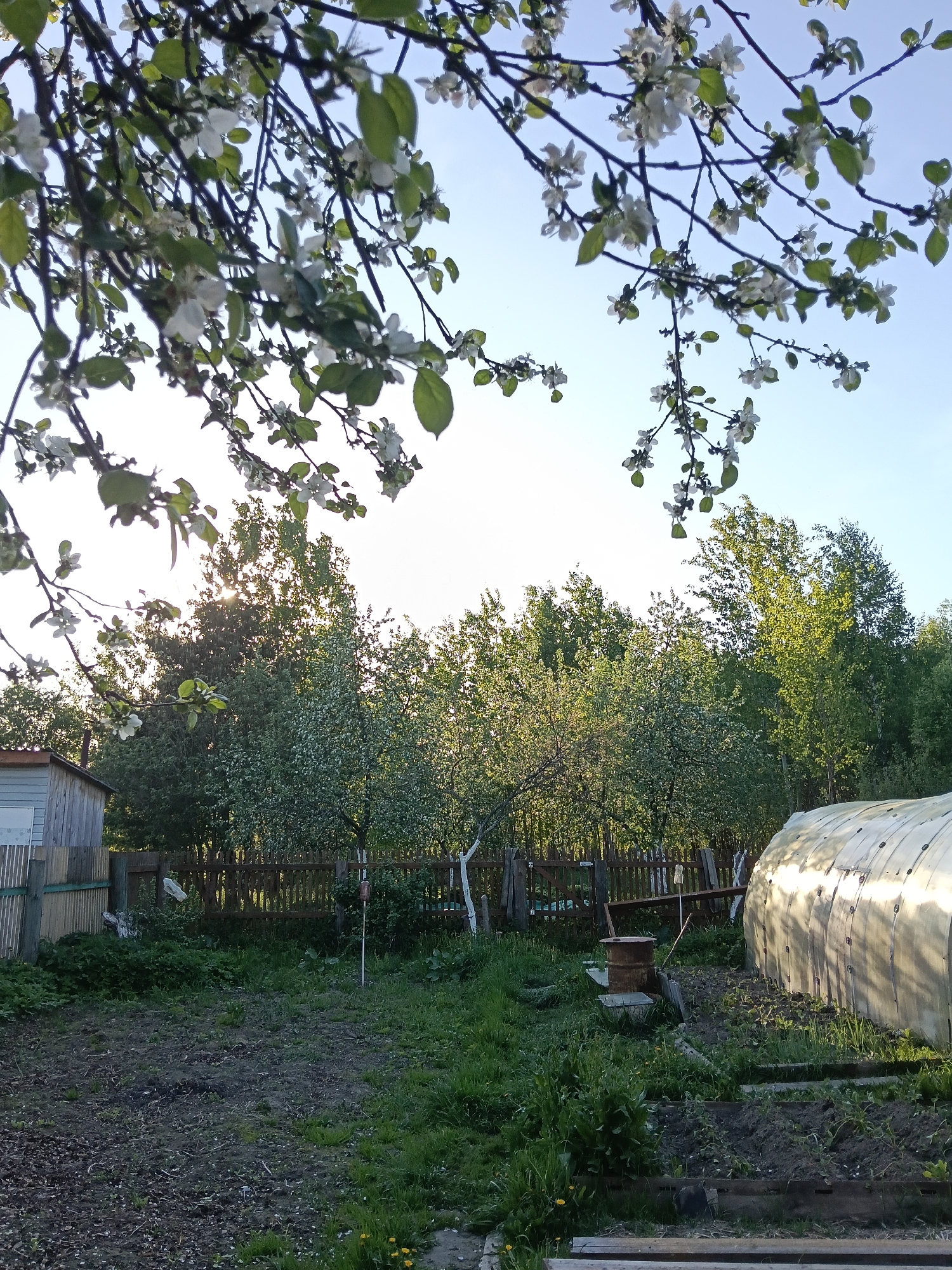 The image depicts a garden scene in Красный Маяк, Russia. Foreground elements include flowering tree branches, partially obscuring the view. The midground features a plot of land, a greenhouse, and garden beds. A fence runs along the edge of the property, beyond which lie various trees. A small shed is visible on the left. The time of day appears to be late afternoon or early evening, evidenced by the sun's angle and the lighting conditions. There are no people visible in the image.