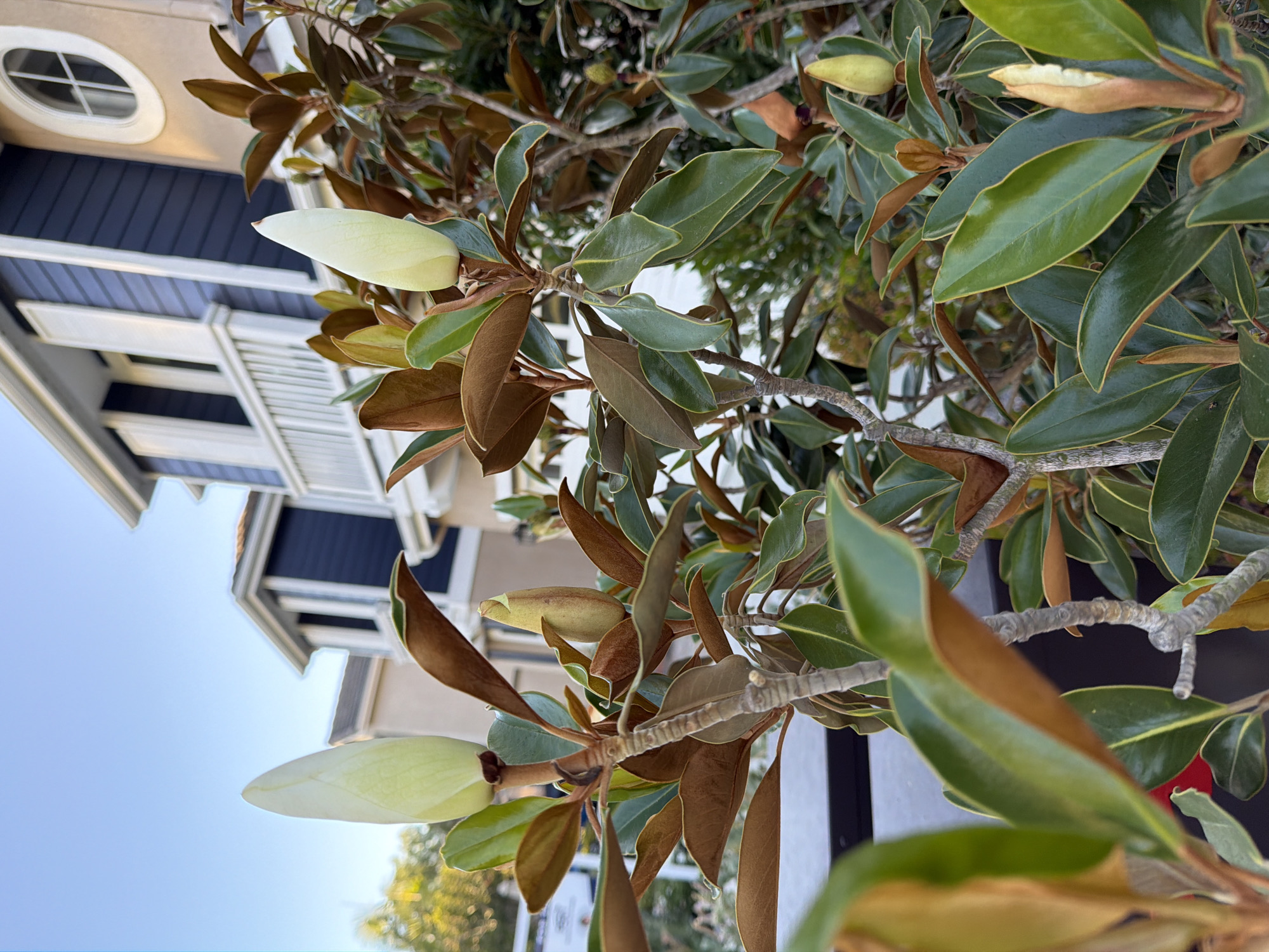 The image shows a close-up of a magnolia tree with large, creamy white flower buds and glossy green leaves. Some of the leaves have brown undersides and edges, suggesting they are older or have experienced some drying. The branches of the tree are visible, with a textured gray bark. In the background, a portion of a building is visible. The building has dark blue siding and white trim, with a distinctive oval window with mullions on an upper floor. The architecture suggests a residential property. The sky is clear and blue, indicating a bright, sunny day. The lighting suggests it is daytime, likely morning or afternoon due to the clear sky. No people are visible in the image. The overall impression is a serene outdoor scene with natural elements and architectural details. The image is oriented vertically.