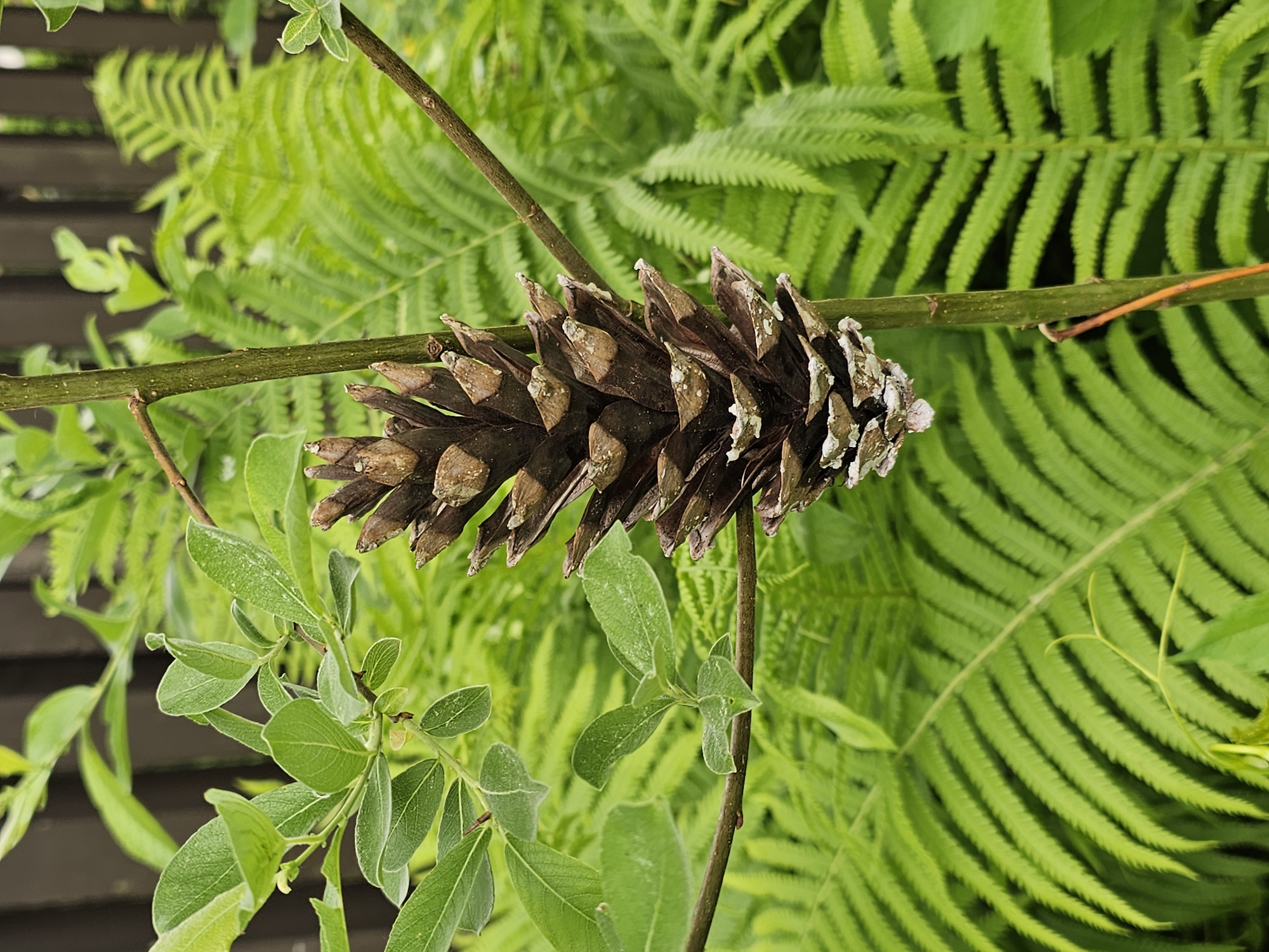 A close-up, horizontally oriented photograph captures a nature scene, prominently featuring a pine cone resting on a thin, green-brown stem. The pine cone, positioned centrally, is brown with visible scales, some of which have white, weathered tips or residue. A delicate, brighter green stem runs horizontally from the left, passing under the pine cone and extending to the right. Another thinner, darker brown stem crosses from the upper left downwards. The background is a vibrant, out-of-focus expanse of lush green fern fronds, providing a soft, natural backdrop. In the midground and foreground, particularly on the left side, are clusters of smaller, oval-shaped green leaves on slender branches, also contributing to the layered foliage. The scene is illuminated by natural daylight, highlighting the varied textures and shades of green and brown. No activity is depicted. There is no visible text. The location context is Березка Снт (красногорский Р-н), Russia.