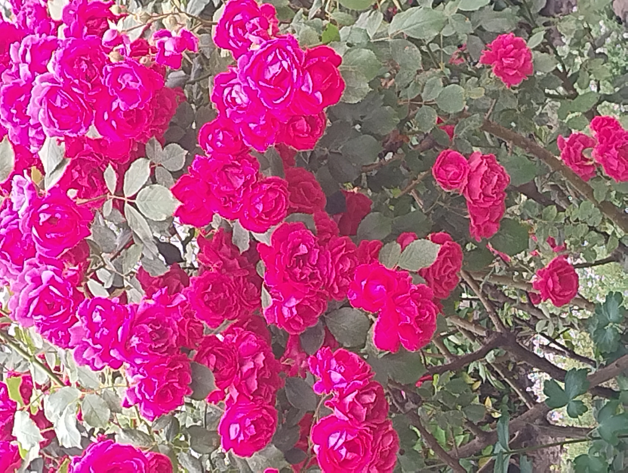 A full shot shows a cluster of bright pink roses with green leaves and branches. The roses are in bloom, with many petals unfurling to reveal their intricate centers. Some roses are fully open, while others are still in bud. The leaves are a vibrant green, with some showing signs of wilting. The branches are a dark brown, and some are covered in thorns. The background is a blur of green and brown, suggesting that the roses are in a garden or park. The lighting is natural, and the colors are rich and saturated.