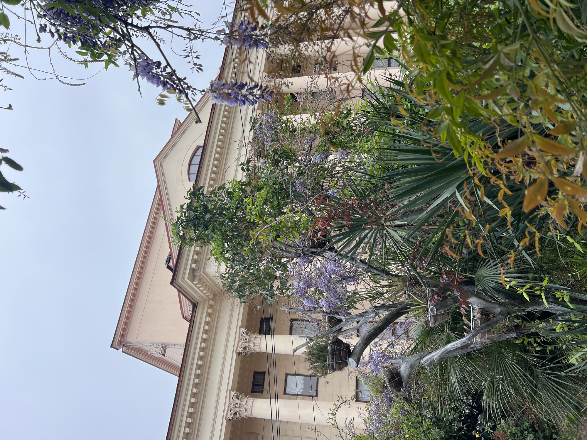 A low-angle shot showcases a building in Sochi, Russia. The edifice features classical architectural elements like columns and a gable roof. Lush greenery, including palm-like leaves and lavender wisteria flowers, envelops the building, obscuring parts of the façade. The sky is overcast.