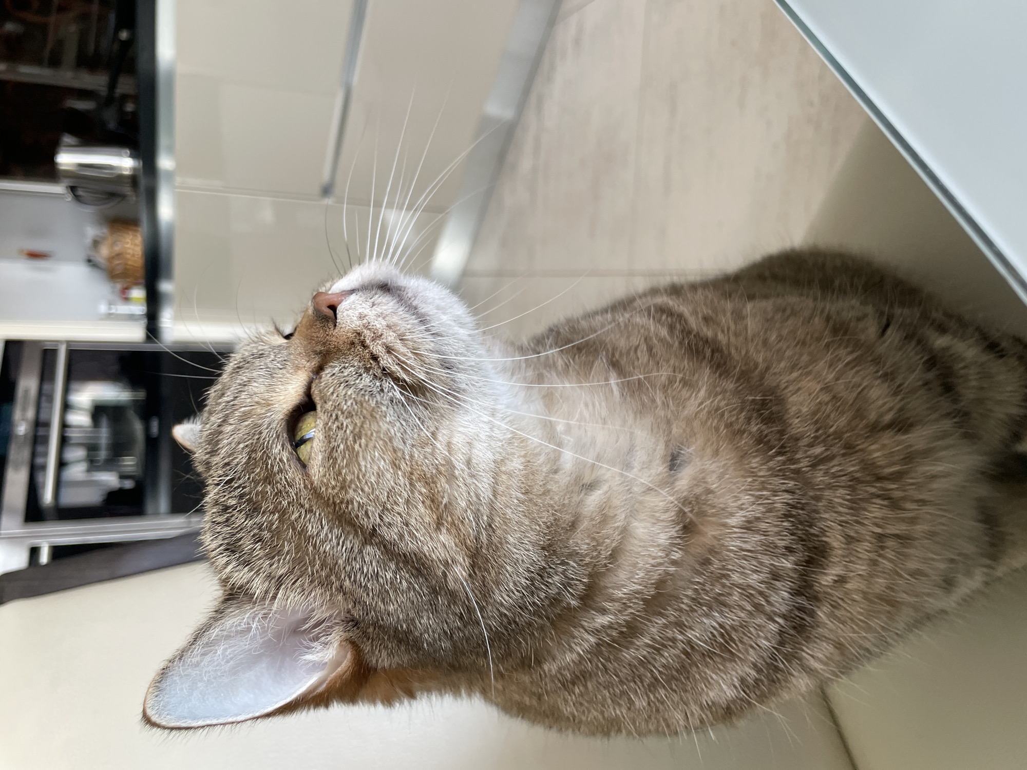 A medium close-up shot depicts a tabby cat lying down, facing upwards. The cat's coat is a blend of gray and brown hues. One of its eyes, amber in color, is visible. Long, white whiskers extend upwards from its face. The cat is positioned on a light-colored surface, possibly a countertop or a table. In the background, blurred elements suggest a kitchen setting, including cabinets and a stainless-steel appliance. The location is suggested as Gostilitsy, Russia, but there's no specific element in the picture to confirm it. The cat is the main subject, its gaze directed towards something out of the frame.