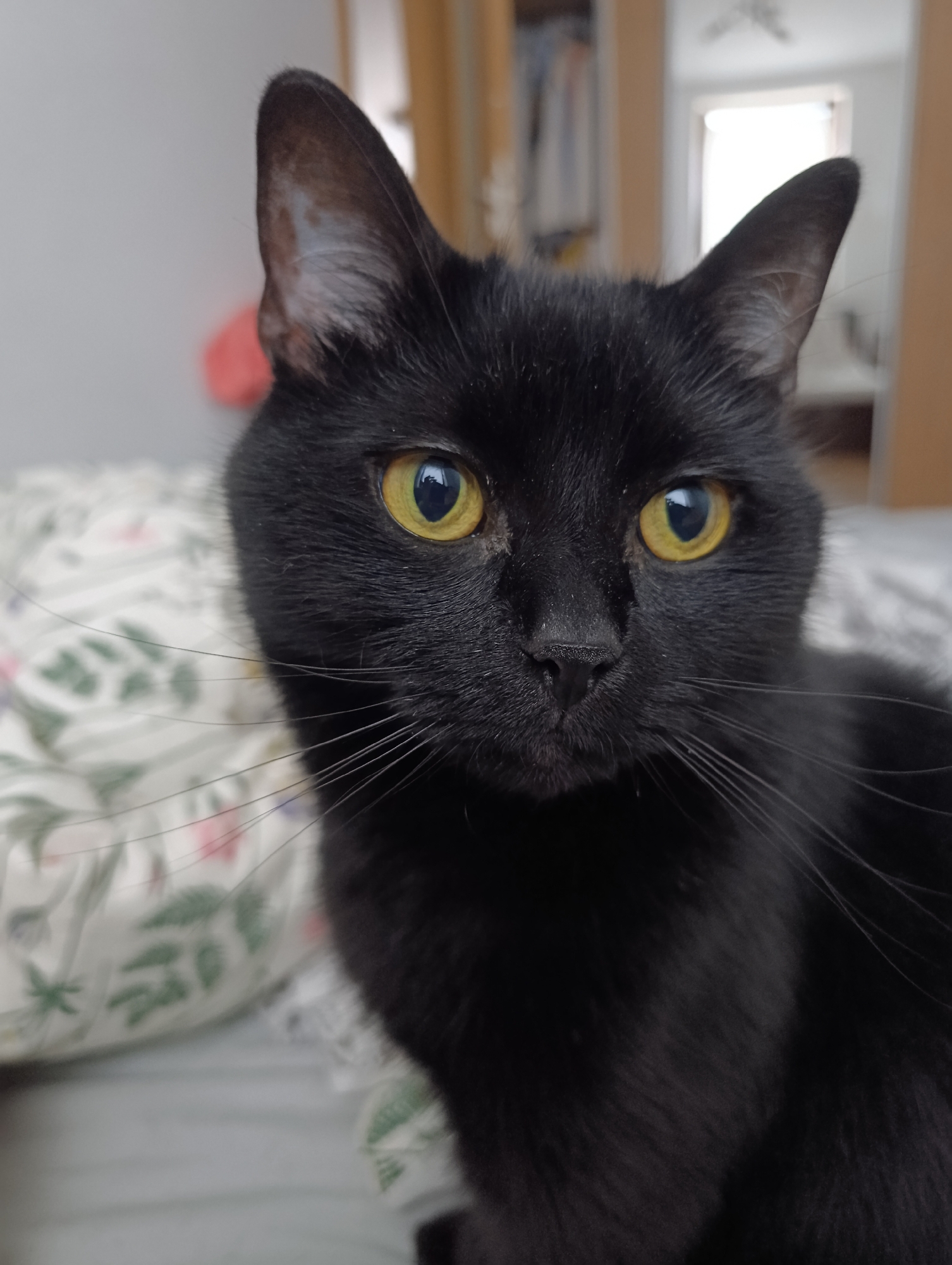 A black cat with striking yellow eyes is captured in a close-up, head-and-shoulders portrait. The cat is positioned on what appears to be a bed, with a floral-patterned pillow visible to the left of its face. The background is softly blurred, suggesting an indoor setting with hints of furniture and light. The cat's gaze is directed slightly off-camera, giving it a curious and alert expression. There is no information in the image to suggest the location is Krakow, Poland.