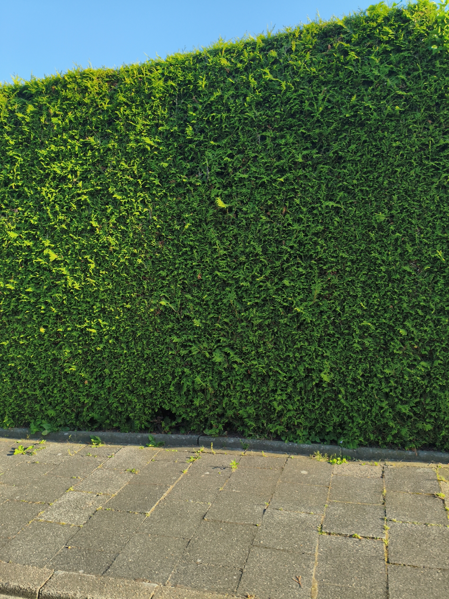 The image shows a tightly trimmed, vibrant green hedge running horizontally across the frame. The hedge is dense and uniform in its greenness, with a few lighter green tips suggesting new growth or highlights from the sun. Above the hedge, a clear, bright blue sky dominates the upper portion of the image.
In the foreground, a paved walkway made of rectangular concrete slabs is visible. The slabs are laid in a regular pattern and appear slightly weathered. Small, sparse green weeds are growing in the cracks and along the edges of the pavement, particularly near the base of the hedge. The sunlight casts distinct shadows across the walkway, indicating it is likely daytime, with the sun positioned to the left of the frame.
The overall impression is one of a well-maintained outdoor space, possibly a garden or a street lined with hedges. The scene is peaceful and serene, with no people or animals present. The bright blue sky and sunlight suggest good weather, likely a sunny day. The lack of any discernible landmarks or text makes it difficult to determine the specific location.