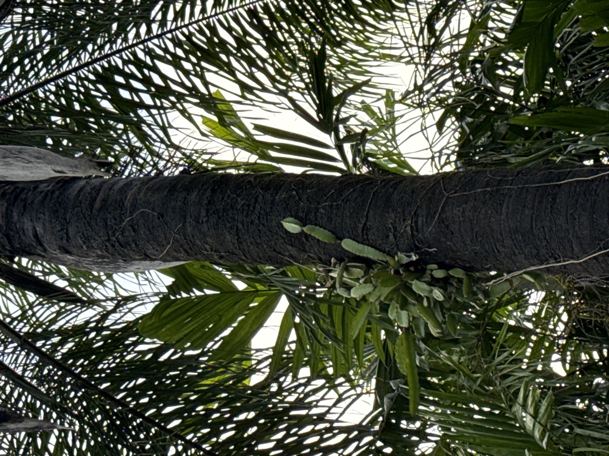 The image shows a close-up, upward-angled view of a tree trunk with abundant palm leaves in the background. The trunk, which is dark in color and textured, appears horizontal in the frame. Epiphytic plants are growing on the trunk. The background is filled with green palm leaves, partially obscuring the sky, which appears as bright white patches. The location is likely within Futian District, China, given the type of vegetation shown, which is common in that region.