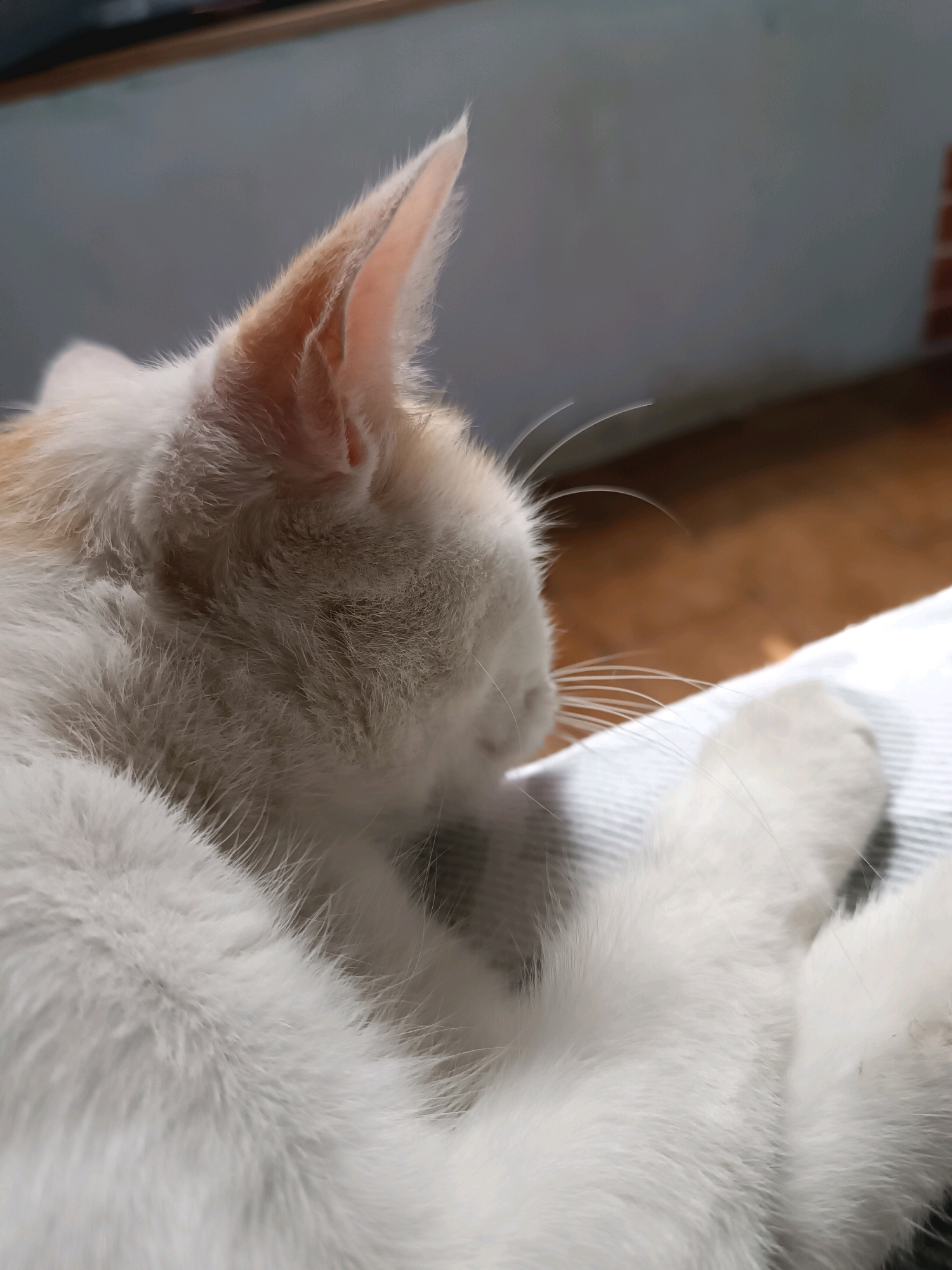 A close-up, eye-level shot captures a white and orange cat resting indoors, likely in Viadana, Italy. The cat's head and front paws are visible, with its fur appearing soft and fluffy. The cat's ears are pointed upwards, and its eyes are closed, suggesting it is asleep or relaxed. The background consists of a muted blue wall, a wooden surface, and a hint of a brick wall, indicating an indoor domestic setting. The cat is positioned on a white and grey striped surface, possibly a bed or cushion. The lighting suggests natural light coming from the side, casting soft shadows. There are no people present in the image.