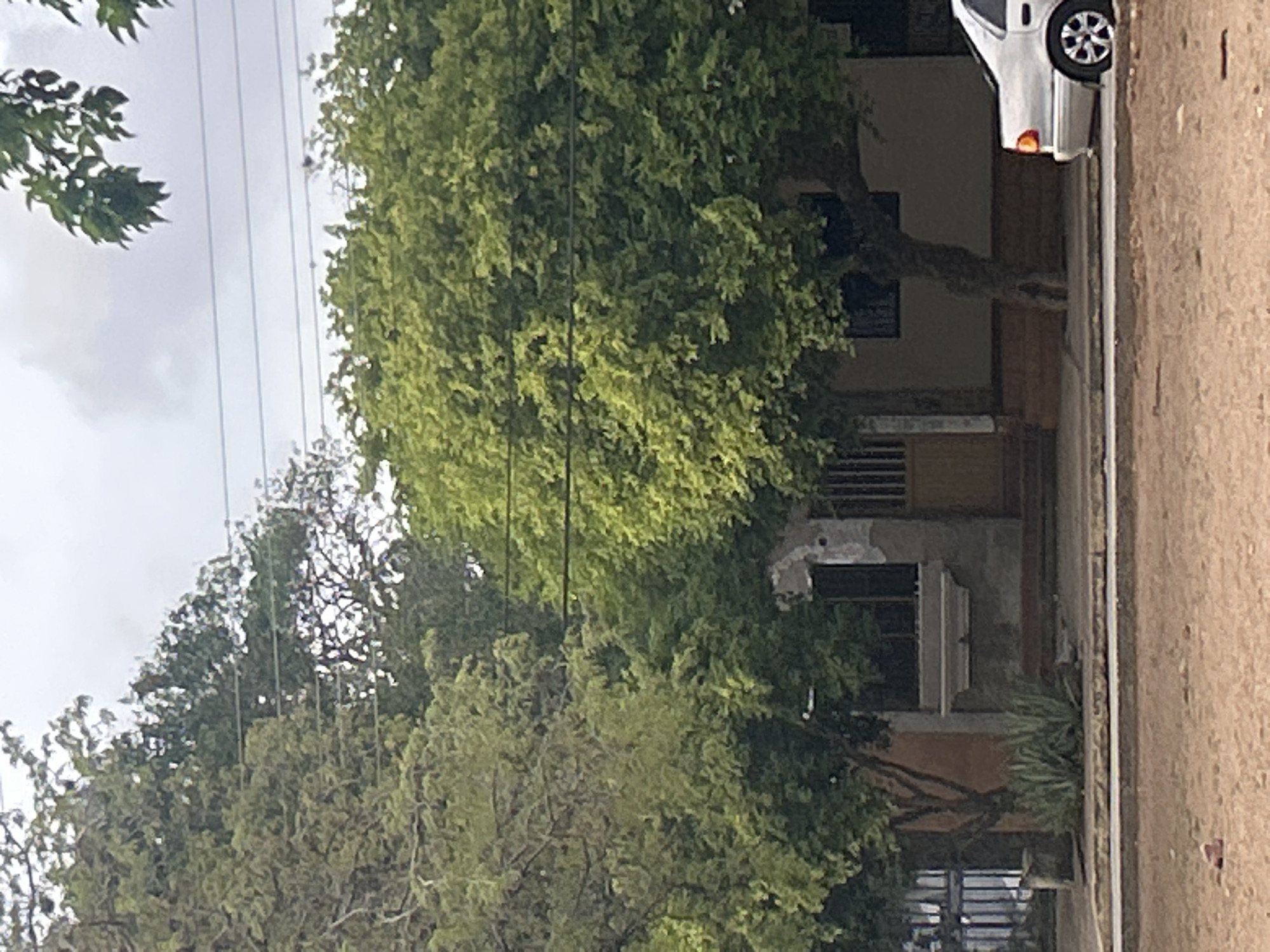 The image depicts a street scene in Santa Ana, Venezuela, characterized by lush vegetation and a modest residential structure. A prominent, mature tree with dense green foliage dominates the foreground and midground, its branches extending across the frame. To the left, a smaller tree with lighter green leaves is visible, and further back, darker green trees create a backdrop.
The focal point of the midground is a small, weathered building with an earthy-toned facade. It features a dark-framed window with a decorative ledge below it, and a yellow door is partially visible. The building appears to be made of concrete blocks. A narrow, paved walkway runs in front of the building, and a low, concrete curb separates it from the unpaved street in the foreground. To the left of the building, a metal fence with vertical bars is partially obscured by the trees.
In the right midground, a silver sedan is parked along the street, its rear visible. The car has a distinct orange taillight and a multi-spoke wheel. The sky above is overcast with a pale gray hue. The ground in the foreground is rough and sandy, with scattered small debris, including a reddish-brown object that resembles a brick fragment. The overall impression is one of a residential area with a strong presence of natural elements.