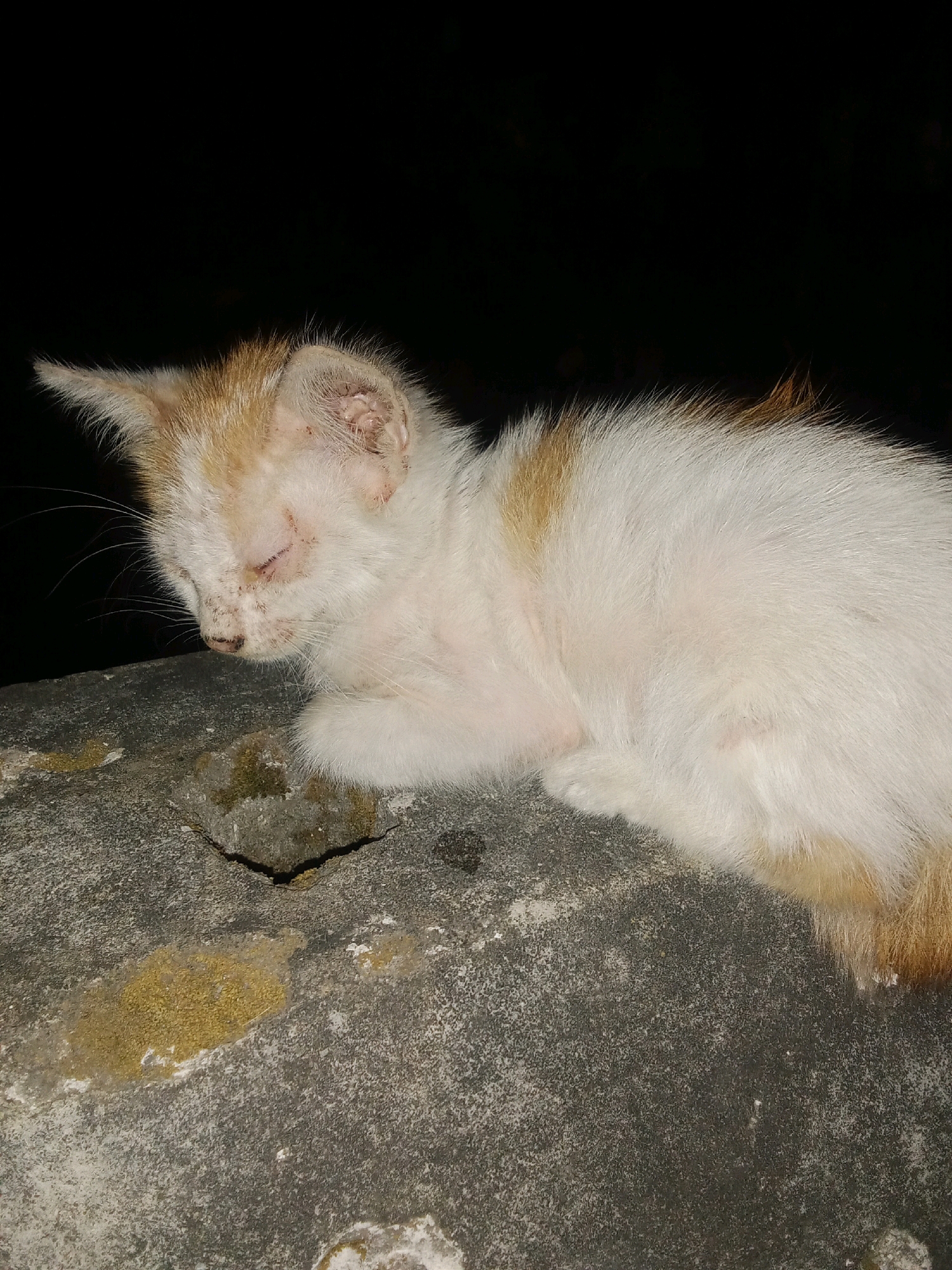 A ginger and white kitten is curled up, sleeping on a textured, gray concrete surface at night. The kitten's eyes are closed, and its face appears slightly matted with some visible redness around the eyes and nose. Its fur is fluffy, with ginger patches on its head and tail, and white on its body. The concrete surface has areas of yellow and green discoloration, suggesting lichen or moss growth. The background is entirely black, indicating a dark environment with no other discernible features. The image was taken in the city of Sidorejo, Indonesia.