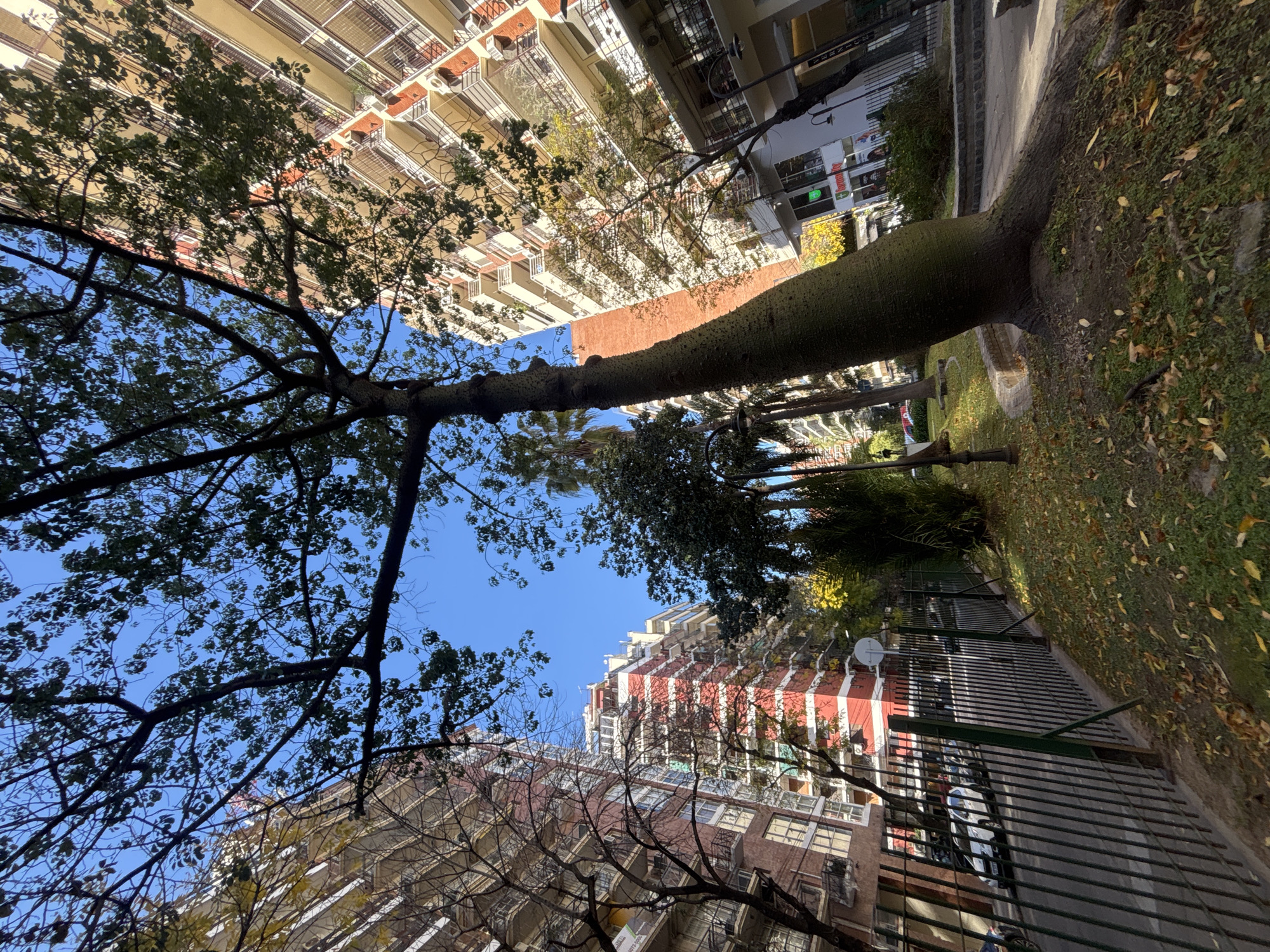 The image is a low-angle shot of a park or plaza in Buenos Aires, Argentina. A distinctive bottle tree (chorisia speciosa) with a bulbous trunk dominates the frame, its branches reaching towards a blue sky. The perspective shows multi-story apartment buildings on either side of the park. The buildings are constructed of brick, painted white, and have balconies. The park features green grass and a fence. The lighting suggests midday. No people are visible.