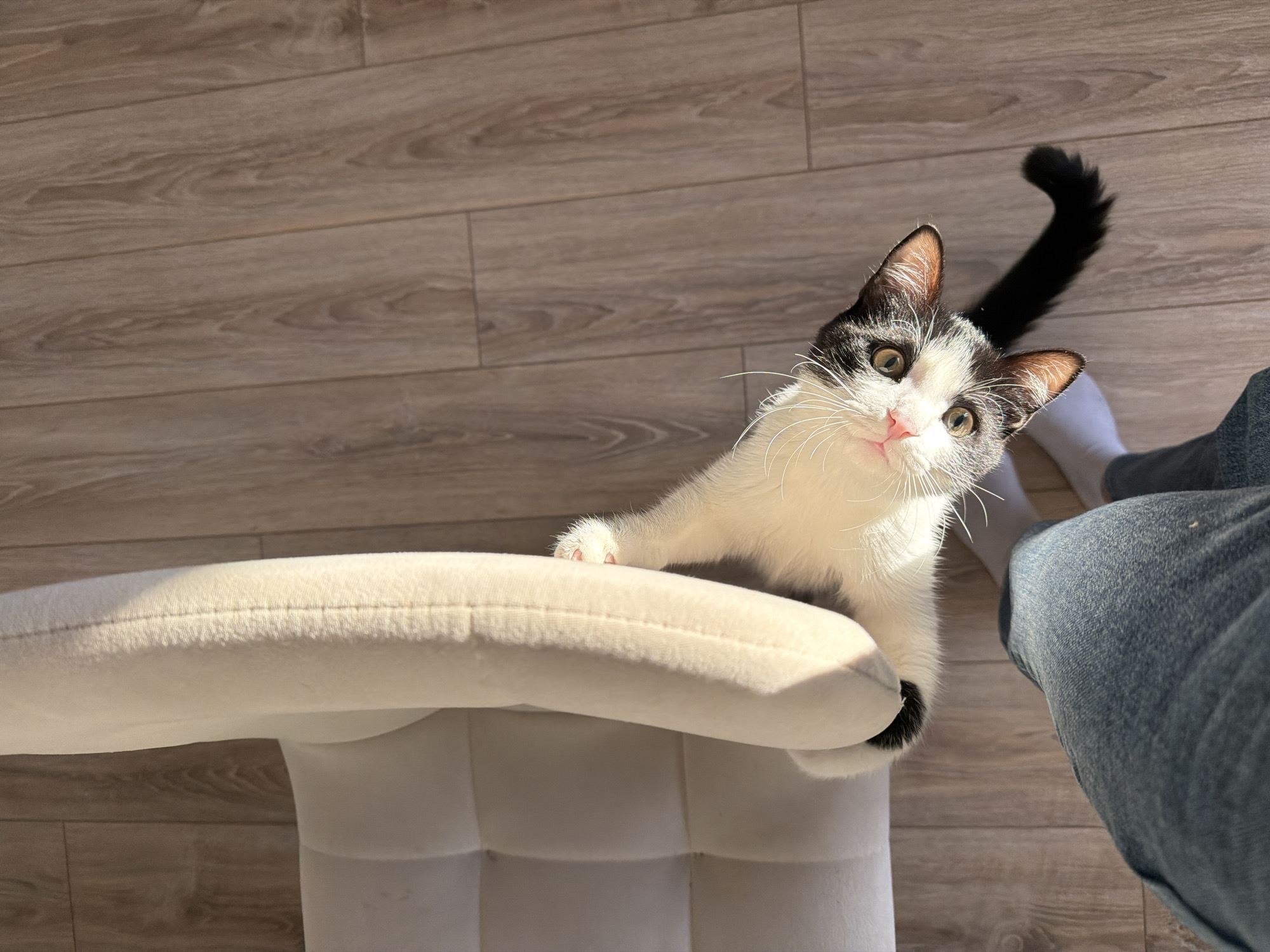 A low-angle, eye-level photograph depicts a black and white cat with its front paws gripping the edge of a white, upholstered chair. The cat's tail, which is primarily black, curls upwards. The cat is looking up at the camera, its face featuring a pink nose and green eyes. A person's leg, clad in blue jeans and a white sock, is visible to the right of the cat. The floor appears to be made of light-brown wood-look planks. The scene is lit by sunlight, creating shadows on the floor. There is no specific evidence in the image to indicate that the location is Chaikovsky, Russia.