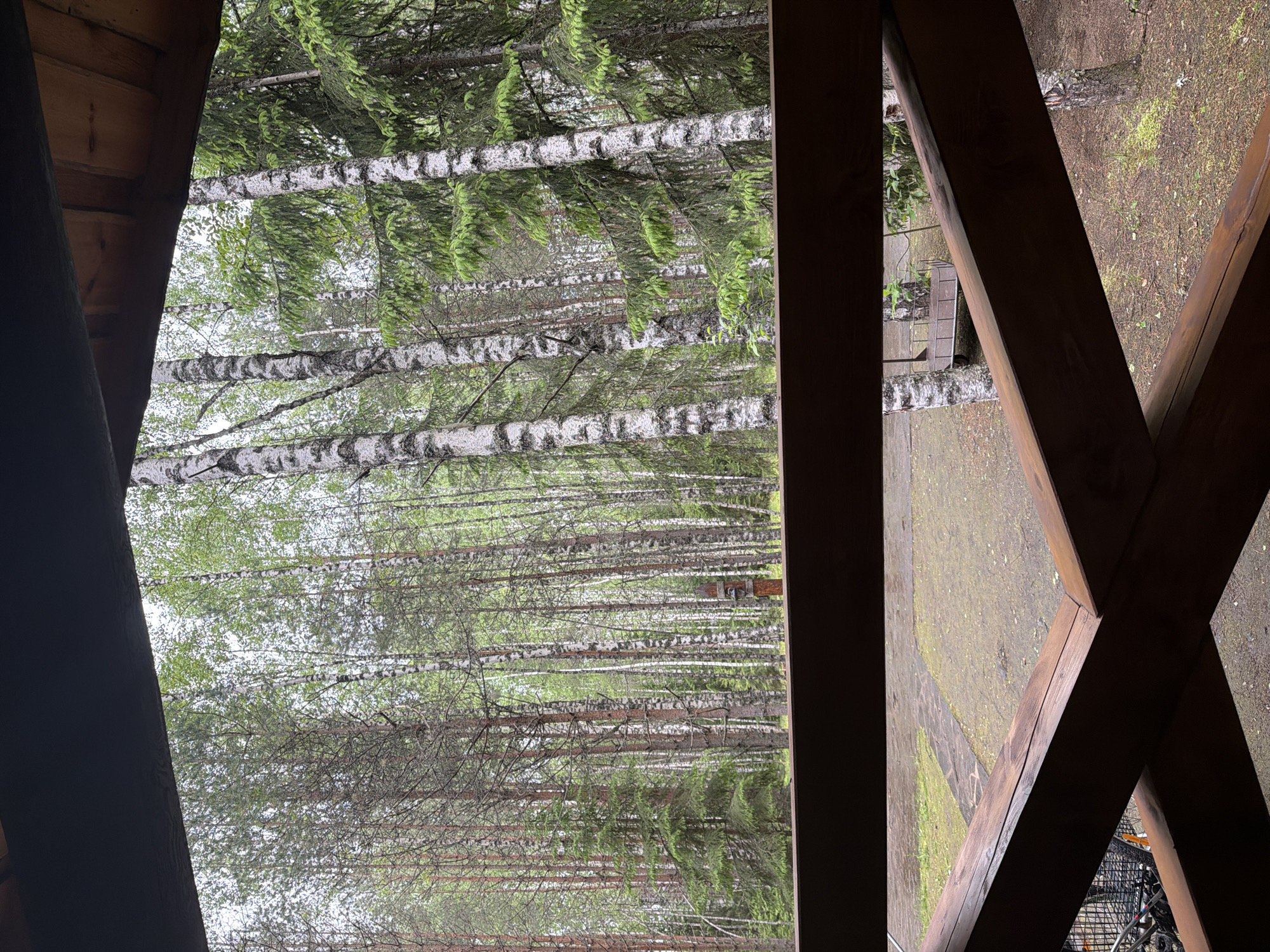 The photograph depicts a forest scene viewed through a wooden structure, possibly a gazebo or porch. The trees are predominantly birch, characterized by their distinctive white bark with black markings. The environment appears to be a forest in Zaplav'e, Russia. The foreground is dominated by the dark wooden framework of the structure through which the trees are visible. To the right side of the image, the ground outside the structure is visible, appearing to be a damp or mossy area.