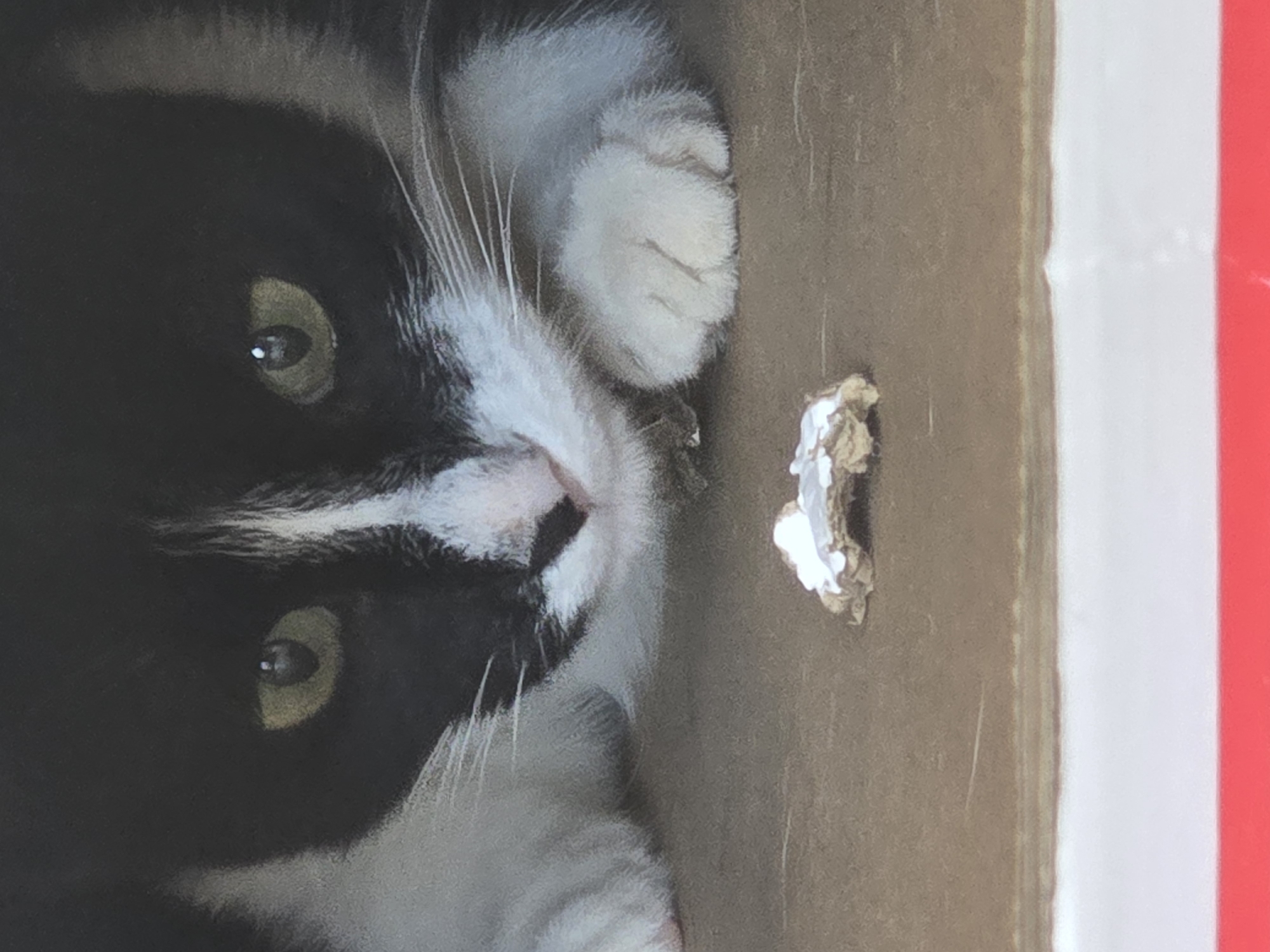 A close-up, eye-level, medium shot captures a black and white cat peering intently at a small object on a brown surface. The cat's head is dominant in the frame, with its black fur contrasting with its white muzzle, chest, and paws. Its eyes, a striking green, are wide and focused on something out of frame to the lower left. The cat's whiskers are prominent, fanning out from its nose and cheeks. Its left paw is visible, resting on the brown surface, appearing soft and white. In the foreground, centered on the brown surface, is a small, irregularly shaped object that appears to be a piece of cardboard with some white material adhering to it, possibly paint or glue. The background is dark, obscuring any details of the environment. The image is sharp and well-lit, focusing all attention on the cat and the mysterious object. There is no information in the image to suggest a specific location in the city of Podgorica, Montenegro.