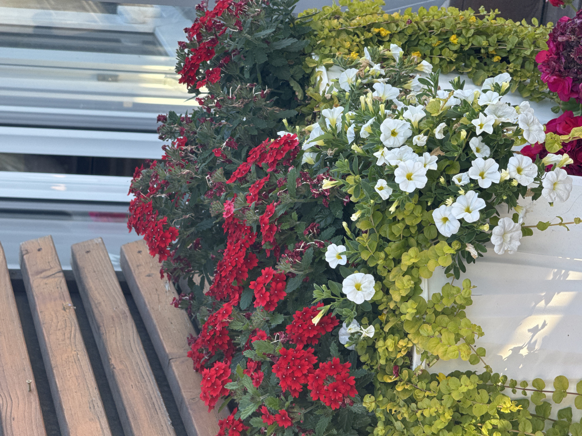 A close-up, eye-level shot captures a vibrant window box filled with a variety of flowering plants. The window box, made of white material, is positioned in front of a building with large vertical windows. Above the window box, a wooden structure with horizontal planks provides a rustic backdrop. The flowers in the box are arranged in layers, with bright red verbena blooms forming the top layer, interspersed with lush green foliage. Beneath the red flowers are clusters of delicate white petunias, their yellow centers a stark contrast to the white petals. Cascading over the sides of the window box are vines of bright green foliage, with occasional small yellow flowers adding pops of color. The scene appears to be outdoors, possibly on a balcony or by a window, in a setting that suggests a well-maintained garden. The lighting indicates it is daytime, with soft shadows cast on the white window box. There are no people or animals visible in the frame. This scene is located in Zelenogorsk, Russia.