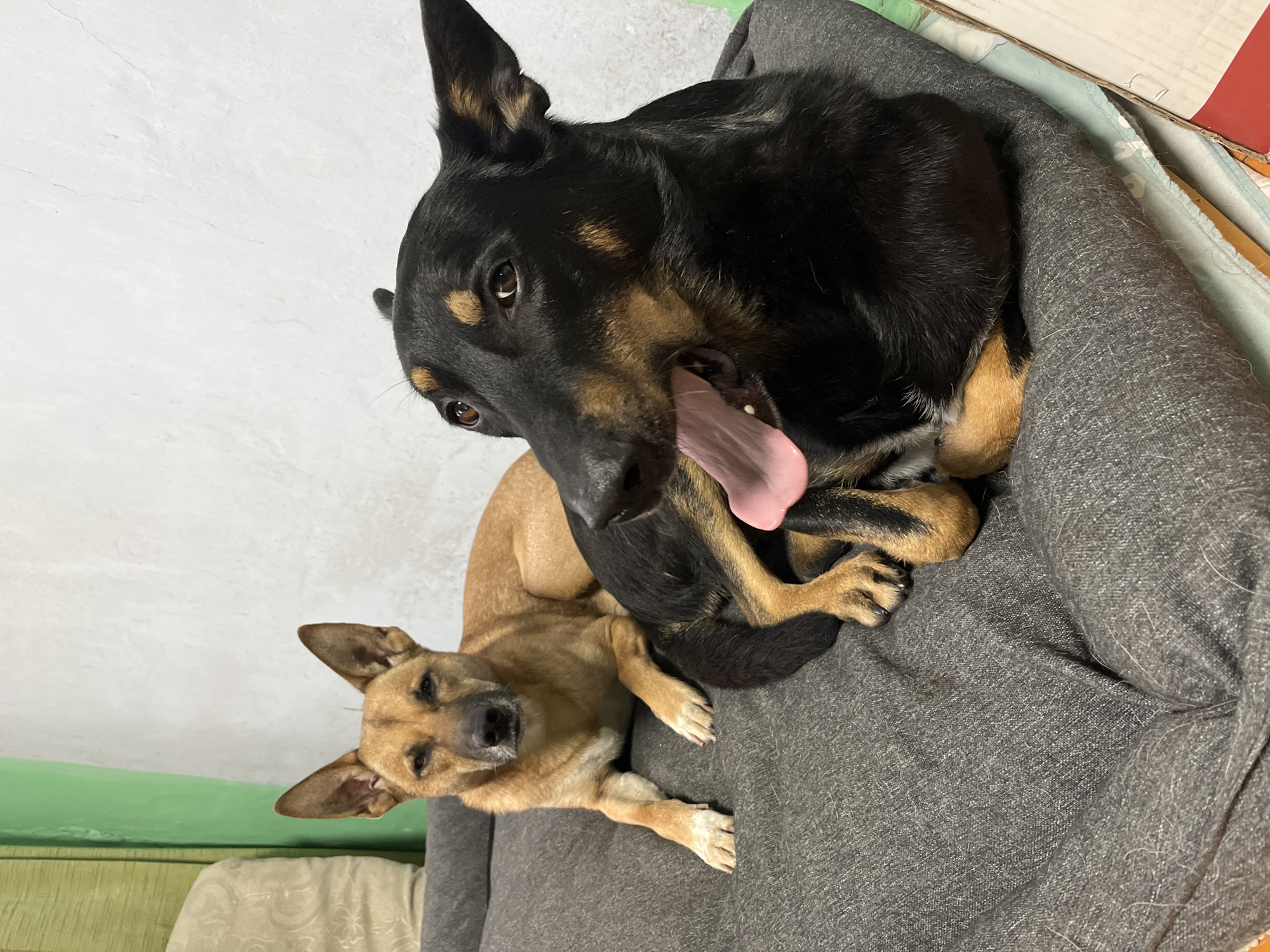 Two dogs are lying on a gray upholstered surface. The dog on the left is tan with erect ears and is looking at the camera. The dog on the right is black and tan with its mouth open, panting. The background consists of a white wall and a green curtain. There are no people or any identifiable locations in Nizhny Tagil, Russia.