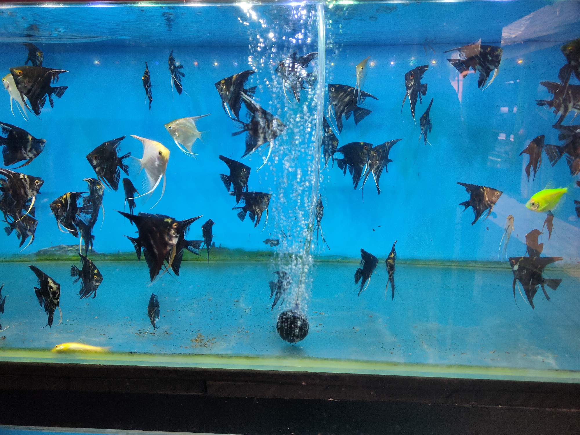 The image depicts an aquarium filled with angelfish. The aquarium is illuminated and the water is a vibrant blue. Several angelfish, predominantly black and white patterned, are swimming in the tank. Some of these fish have distinctive white stripes. There is also a light yellow or golden angelfish visible. Bubbles are rising from an aeration device at the bottom of the tank, creating a shimmering effect in the water. The background is a solid blue, and the bottom of the aquarium appears to have some debris or algae. The overall scene is one of an aquarium setting, likely in a pet store or a private collection. The location in Ngasem, Indonesia, indicates a specific geographical context for this observation.