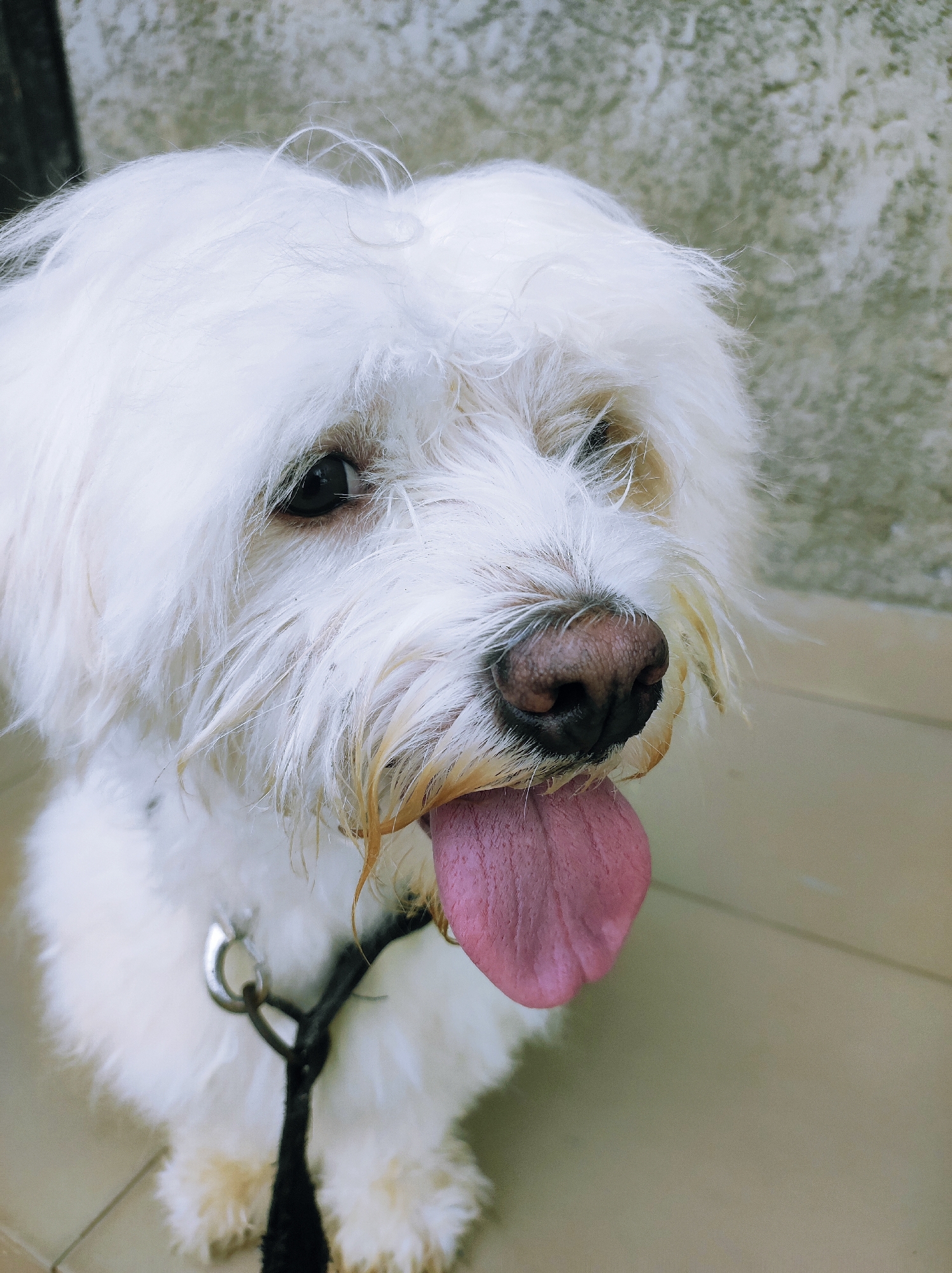 A close-up shot depicts a white Maltese dog with its tongue hanging out. The dog is wearing a black collar and leash. The background is a textured wall, likely outdoors. The location is unspecified, and there is no indication of Abuja, Nigeria.
