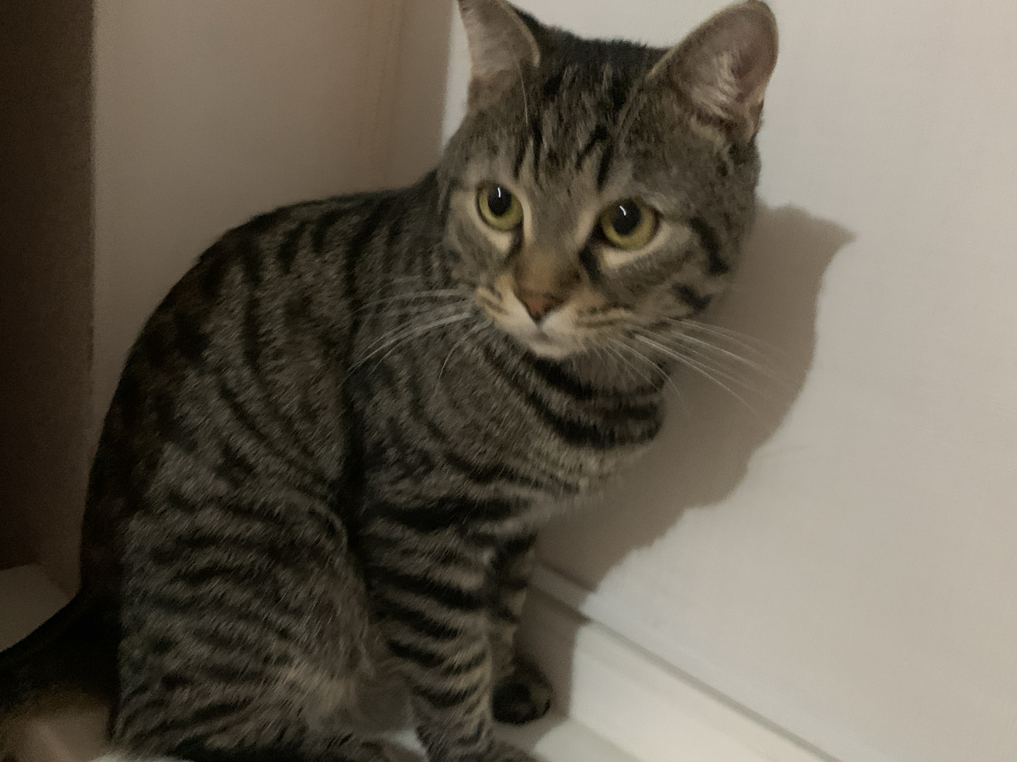 A tabby cat with green eyes is sitting in a corner, looking to the right. The cat is mostly gray and black with distinct tabby markings. The background is a plain, light-colored wall, with a shadow cast by the cat on the wall to its right. The lighting appears to be dim, creating a slightly muted color palette. The scene is indoors, likely in a residential setting.