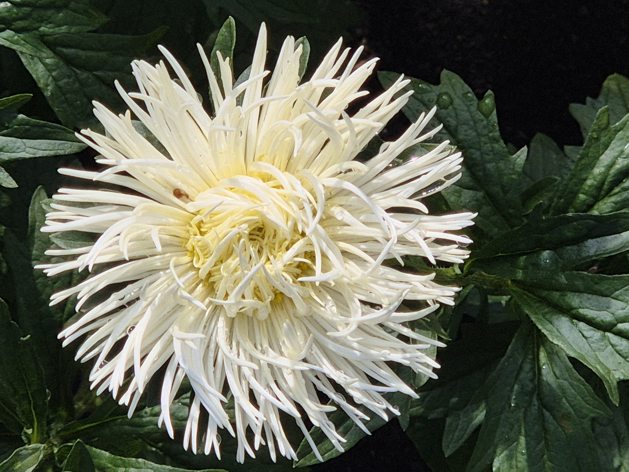 An overhead, eye-level close-up shot captures a white chrysanthemum flower with numerous spiky petals. The petals are a pale white with hints of yellow in the center, and many are tipped with small water droplets. The flower is surrounded by dark green, textured leaves, also glistening with water. A small, reddish-brown insect is visible on one of the flower's petals. The background is a dark, out-of-focus blur. The location of this scene in Kokshetau, Kazakhstan, is not specified in the image itself.