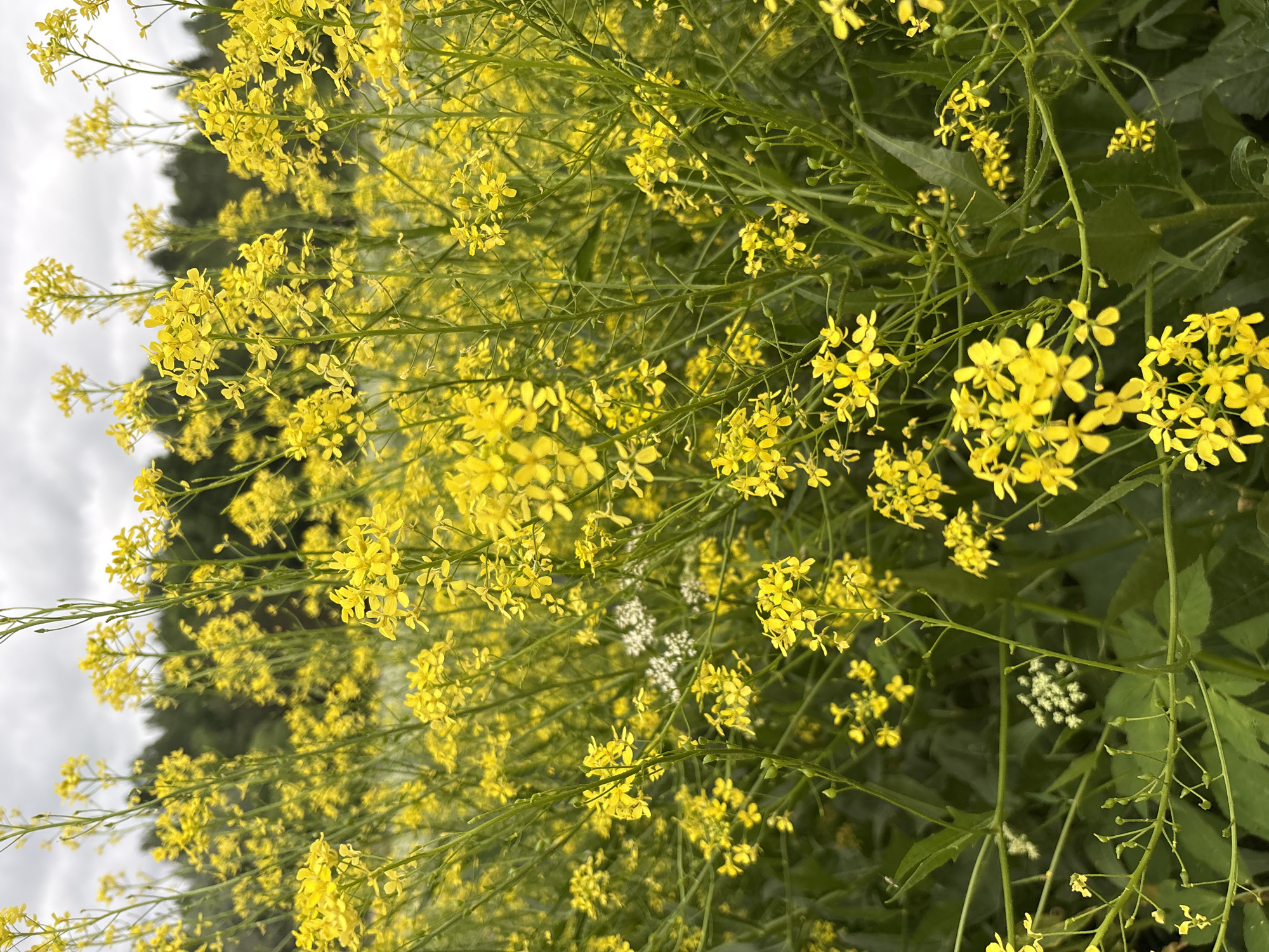 The image depicts a close-up view of a field of bright yellow flowers, likely wildflowers, with a blurred background of trees and an overcast sky. The flowers are small and clustered on tall, thin stems. In the middle ground, a cluster of tiny white flowers is visible. The overall impression is one of a natural, uncultivated environment. The image does not contain any information that would allow for the identification of a specific location in Lyady, Russia.