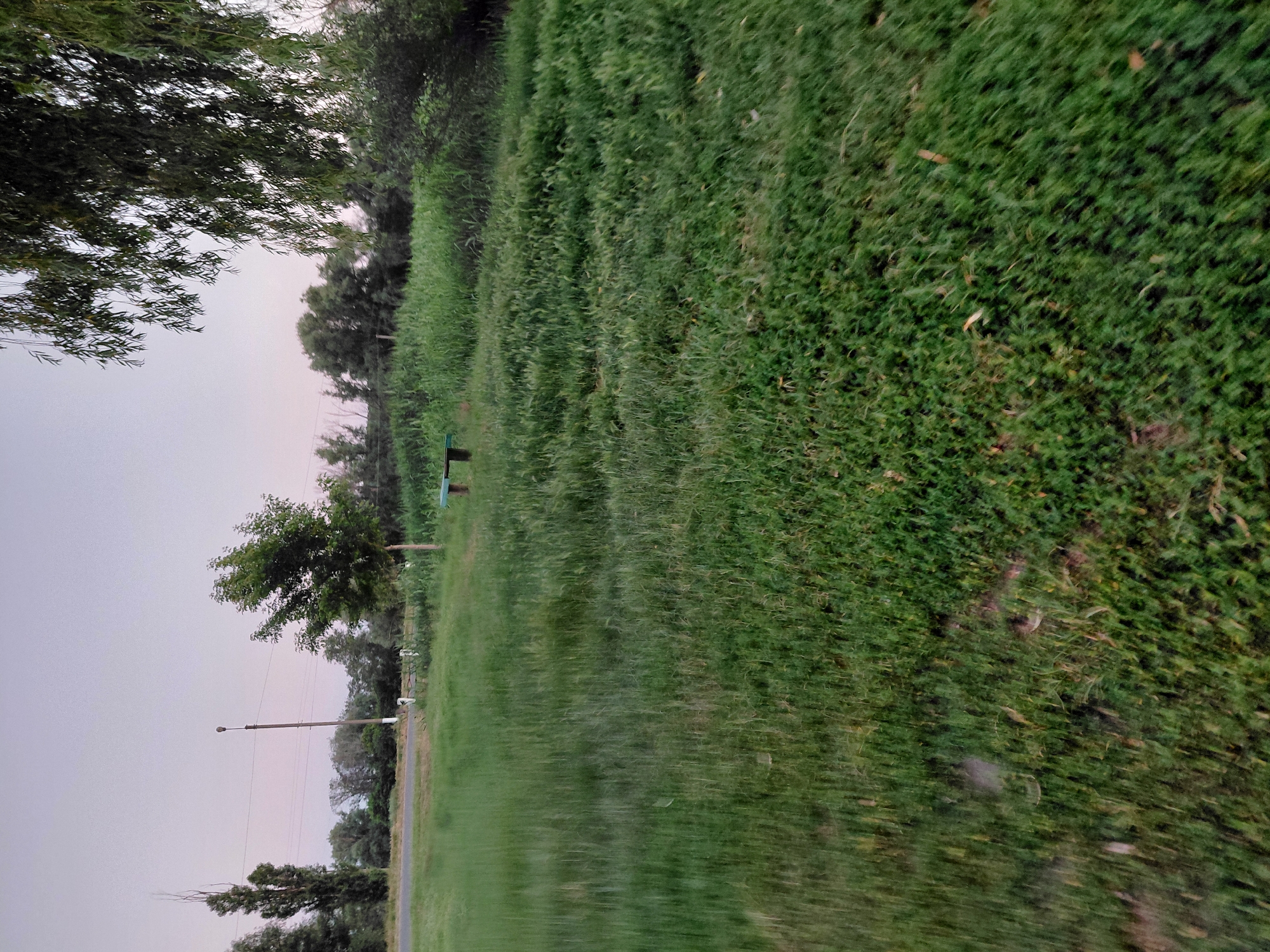The image depicts a rural landscape with a focus on a grassy field and vegetation. In the foreground and mid-ground, a dense expanse of green grass and reeds stretches towards the horizon. The grass appears somewhat overgrown and uneven. To the left, a paved road is visible, bordered by a thin line of vegetation and white posts. Beyond the road, a line of trees, including a tall, slender tree and other leafy trees, forms a backdrop. A single lamppost stands near the road. In the mid-ground of the grassy field, a simple wooden bench with a green seat is placed. The background is dominated by more trees and lush greenery, suggesting a natural or semi-natural area. The sky above is a pale, hazy color, indicating either early morning or late evening light. The overall impression is one of a quiet, somewhat unkempt outdoor setting in what appears to be the village of Ustyvytsia, Ukraine. There are no people or animals visible in the image. The scene is captured with a slight blur, particularly in the foreground, which could be due to motion or the camera's focus.