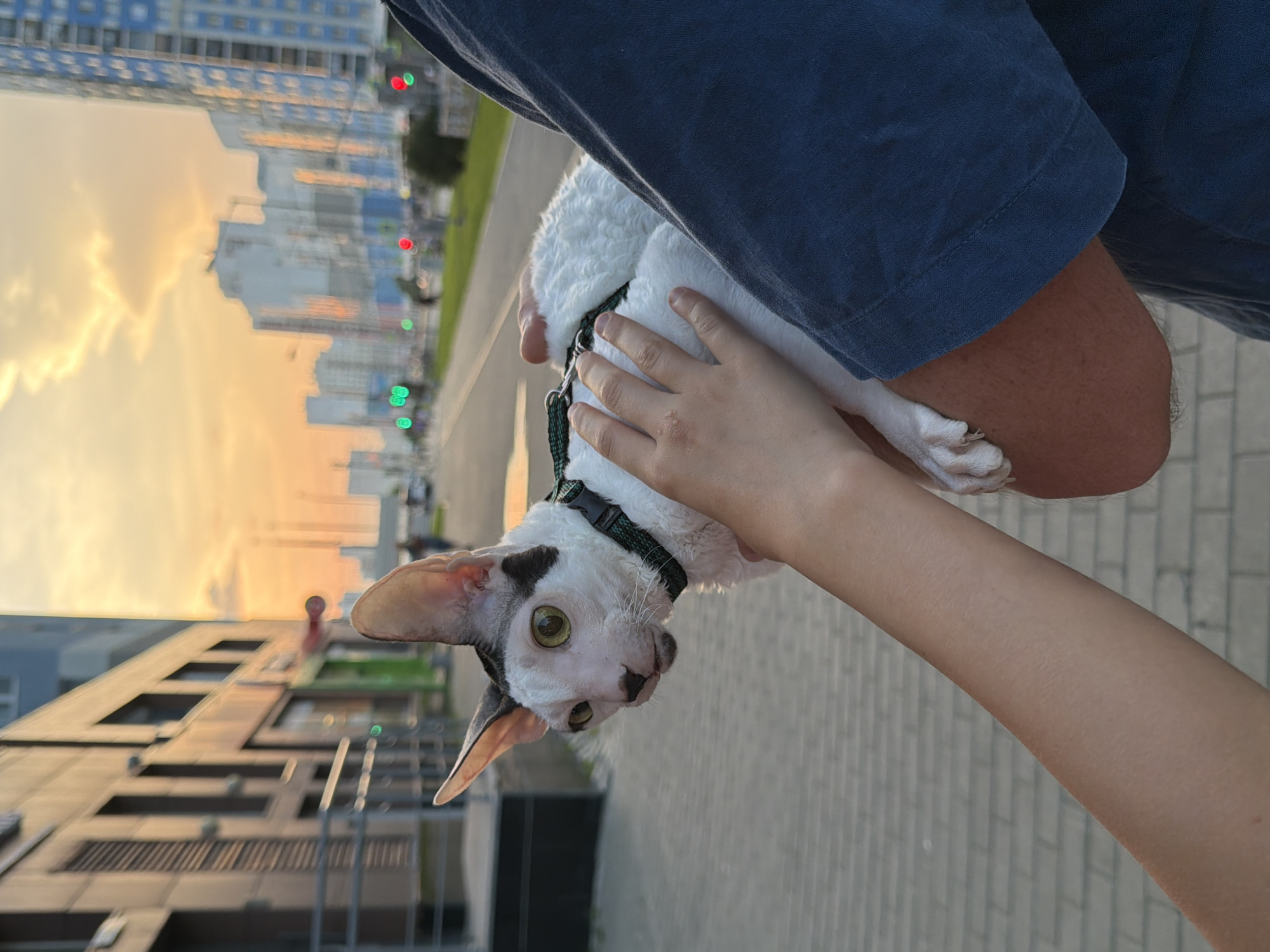 A close-up shot captures a person holding a white Cornish Rex cat with black markings on its head and ears. The cat is wearing a green harness. The person's arms and shoulder are visible, with one arm supporting the cat and another hand gently resting on its back. The cat's large, light-colored eyes are looking to the left. The background depicts a city street scene during sunset, characterized by warm orange and yellow hues in the sky. Tall, modern buildings line the street, and traffic lights are visible in the distance. The pavement is paved with grey bricks. The scene appears to be Yekaterinburg, Russia, given the architectural style of the buildings and the common urban landscape often seen in Russian cities.