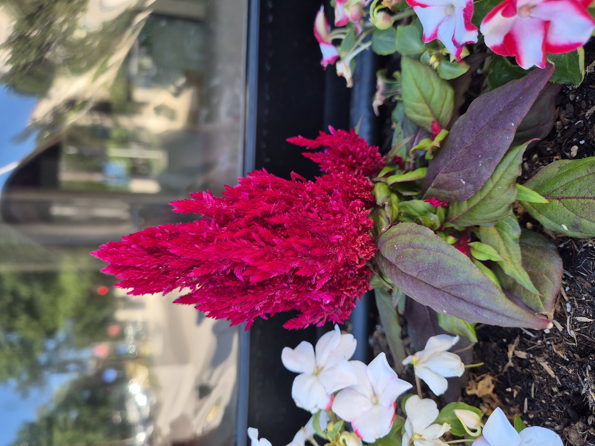 A close-up, eye-level, outdoor photograph captures a vibrant red celosia flower in the foreground. The celosia, a plume-like bloom, is centrally located and dominates the frame. Its textured surface and intense color are in sharp focus. Surrounding the celosia are several white impatiens flowers with delicate pink edges and some unopened buds. The foliage of the celosia is a deep green with hints of burgundy, and the leaves are broad and veined. The flowers are planted in dark soil, with some mulch visible. In the blurred background, a reflection is visible on what appears to be a window or glass surface. This reflection shows trees, foliage, and the blurred shapes of vehicles and building structures, suggesting an urban environment. The lighting is bright, indicative of daytime. There are no people present in the image. The scene is composed within a planter box.