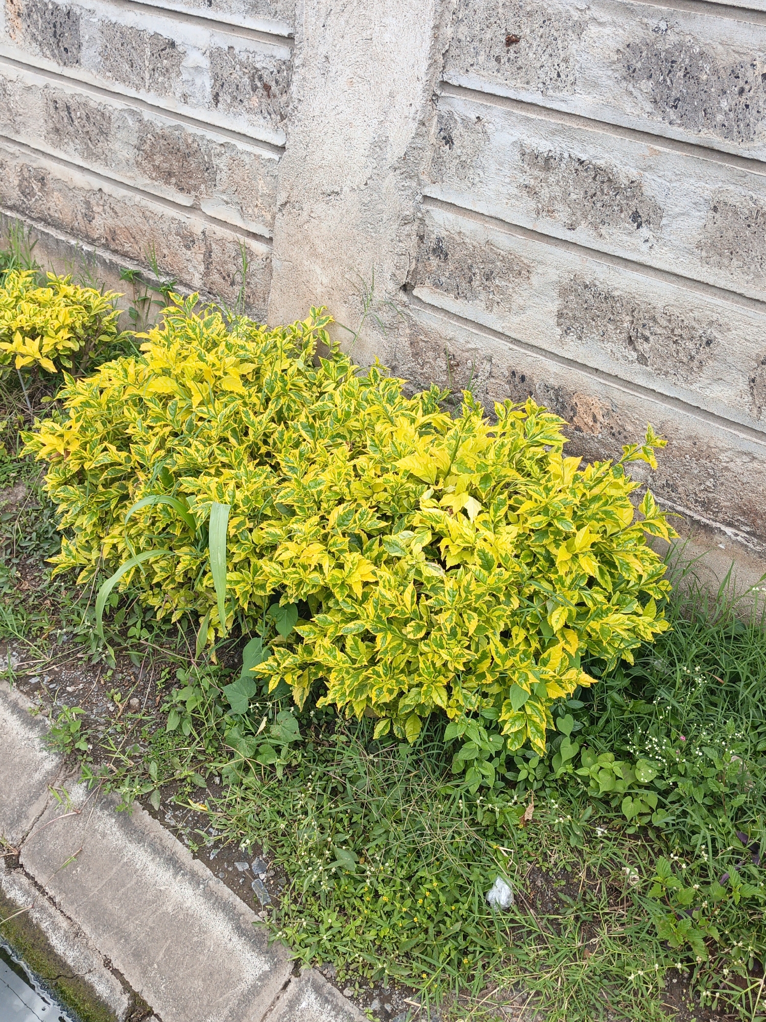 The image depicts a vibrant yellow and green bush growing against a textured, light-colored wall. The wall appears to be constructed of layered blocks or bricks with a rough, aged finish. The bush is dense, with small, variegated leaves, primarily yellow with green accents. The ground around the bush is covered with green grass and smaller weeds. A concrete curb or edge is visible in the lower left corner. The location is likely Nairobi, Kenya.