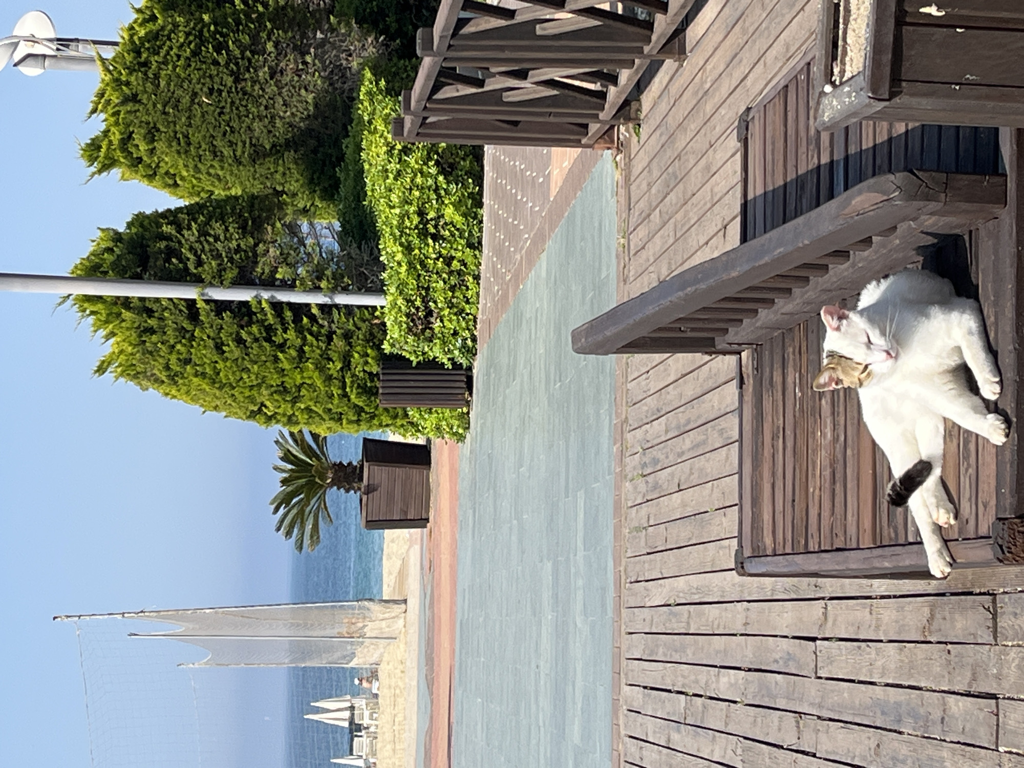 A horizontal outdoor shot depicts a coastal scene in Alanya, Turkey. A light-colored cat with brown markings lies grooming itself on a wooden platform of a wooden bench, positioned in the upper right corner. The background features the Alanya coastline.
To the left of the platform, a wide walkway with sections in light brown, grey, and blue stretches towards the sea. On the left side of the walkway, there is a strip of beach with umbrellas and beach chairs. A beach volleyball net is also visible along the beach. Beyond the beach is the ocean, with the skyline visible in the background.
Various bushes and trees line the left side of the walkway. A wooden structure with crossbeams is positioned in the upper right corner, partially obscuring the view.