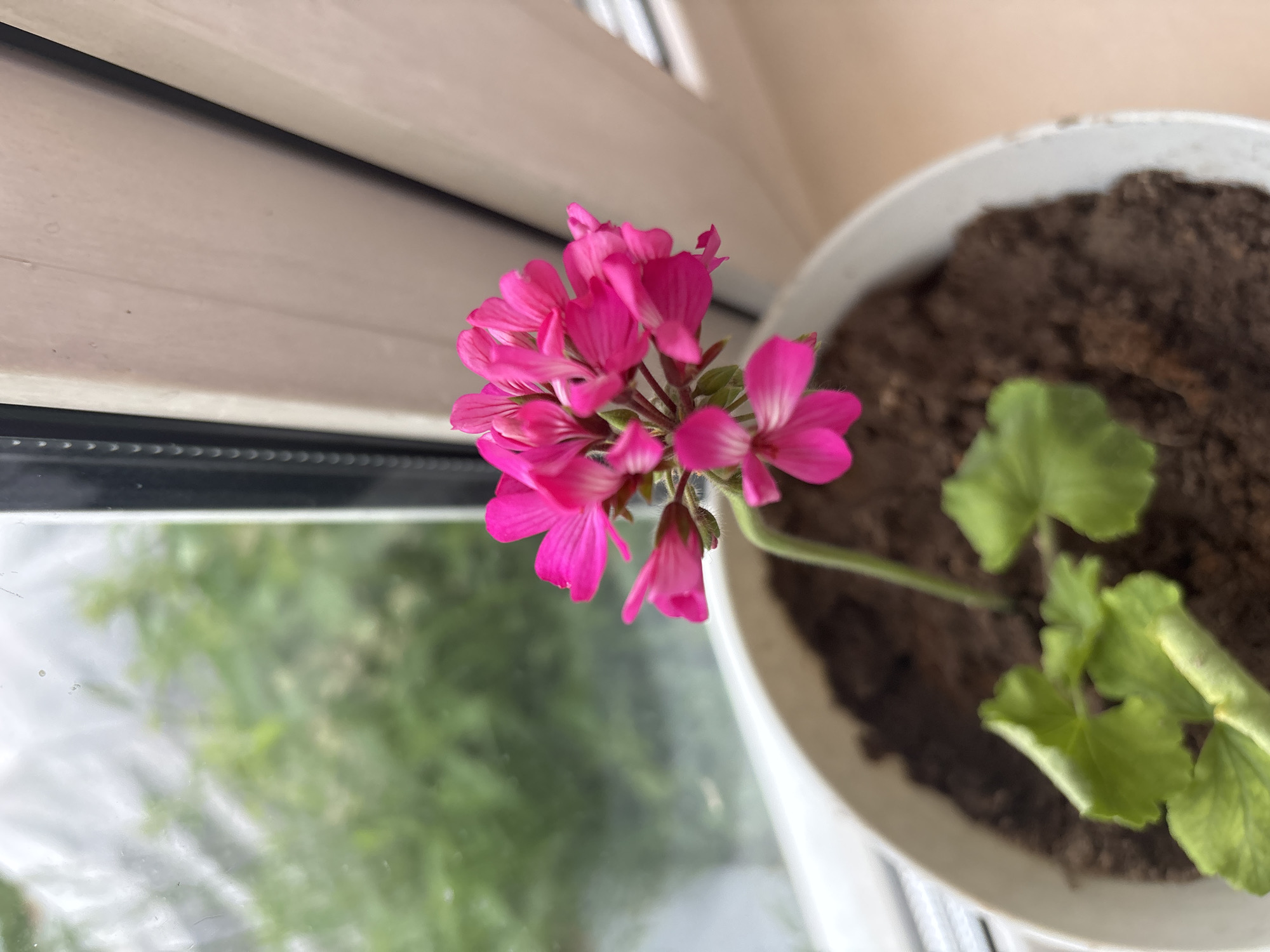 A close-up shot shows a vibrant pink geranium flower blooming in a white pot filled with dark soil. The pot sits on a windowsill, with a blurred background of green foliage visible through the windowpane. The window frame is black, and a pale wall or curtain is to the right of the frame. The lighting appears to be natural daylight, likely originating from the window. The scene suggests an indoor plant placed near a window for sunlight, possibly in a residential setting within the city of Kurgan, Russia. No people or animals are present.