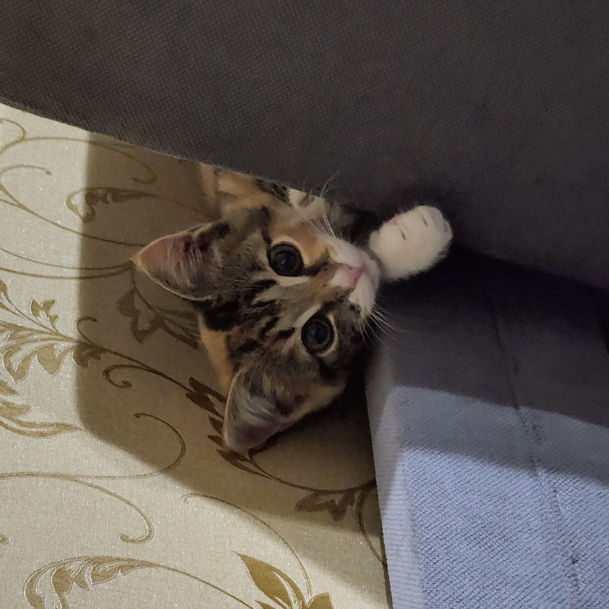 A calico kitten is peeking over the edge of a grey sofa, its head resting on a beige and gold patterned wallpapered surface. The kitten has large, dark eyes, a white chest, and a patch of white on its right paw. The lighting suggests an indoor environment, possibly a living room. No specific location in Moscow, Russia, can be identified from the image.