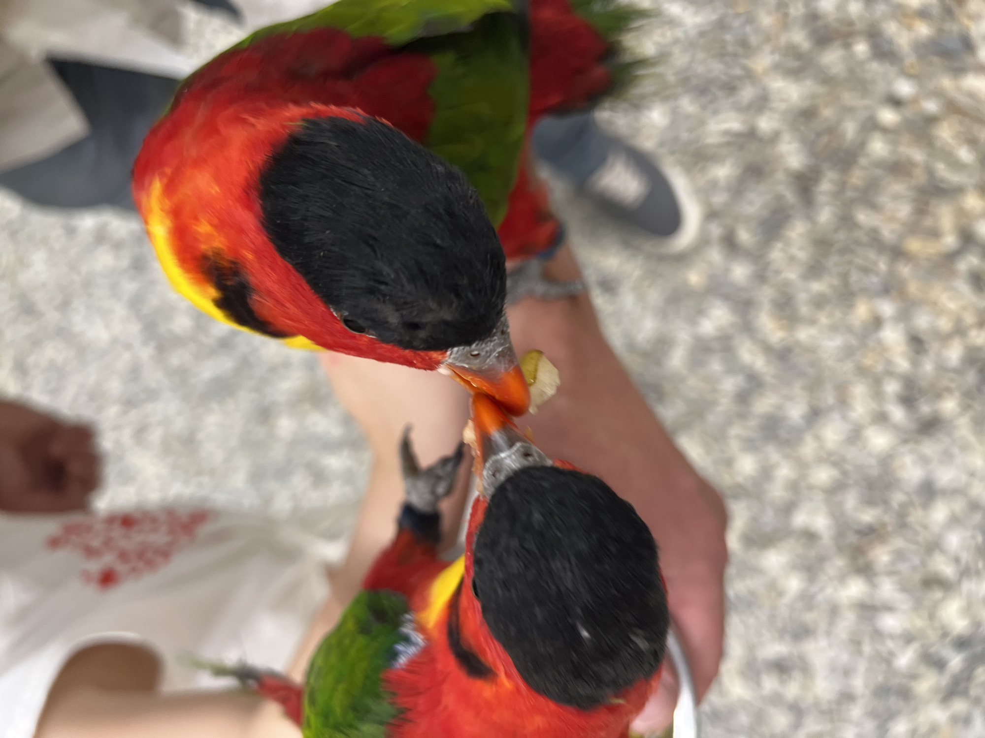 In this close-up, overhead shot, two colorful parrots are being fed by a person's hand. The parrots are primarily red and yellow with black faces and green accents on their wings. One parrot is shown from the top of its head, with its bright red and yellow plumage clearly visible, while the other is positioned lower, its black face and red body prominent. The parrots are pecking at what appears to be food offered from a white surface held by the hand. The background consists of a light-colored, pebbly surface, consistent with an outdoor setting. The image does not contain any elements that can be used to identify a specific location in Moscow, Russia.