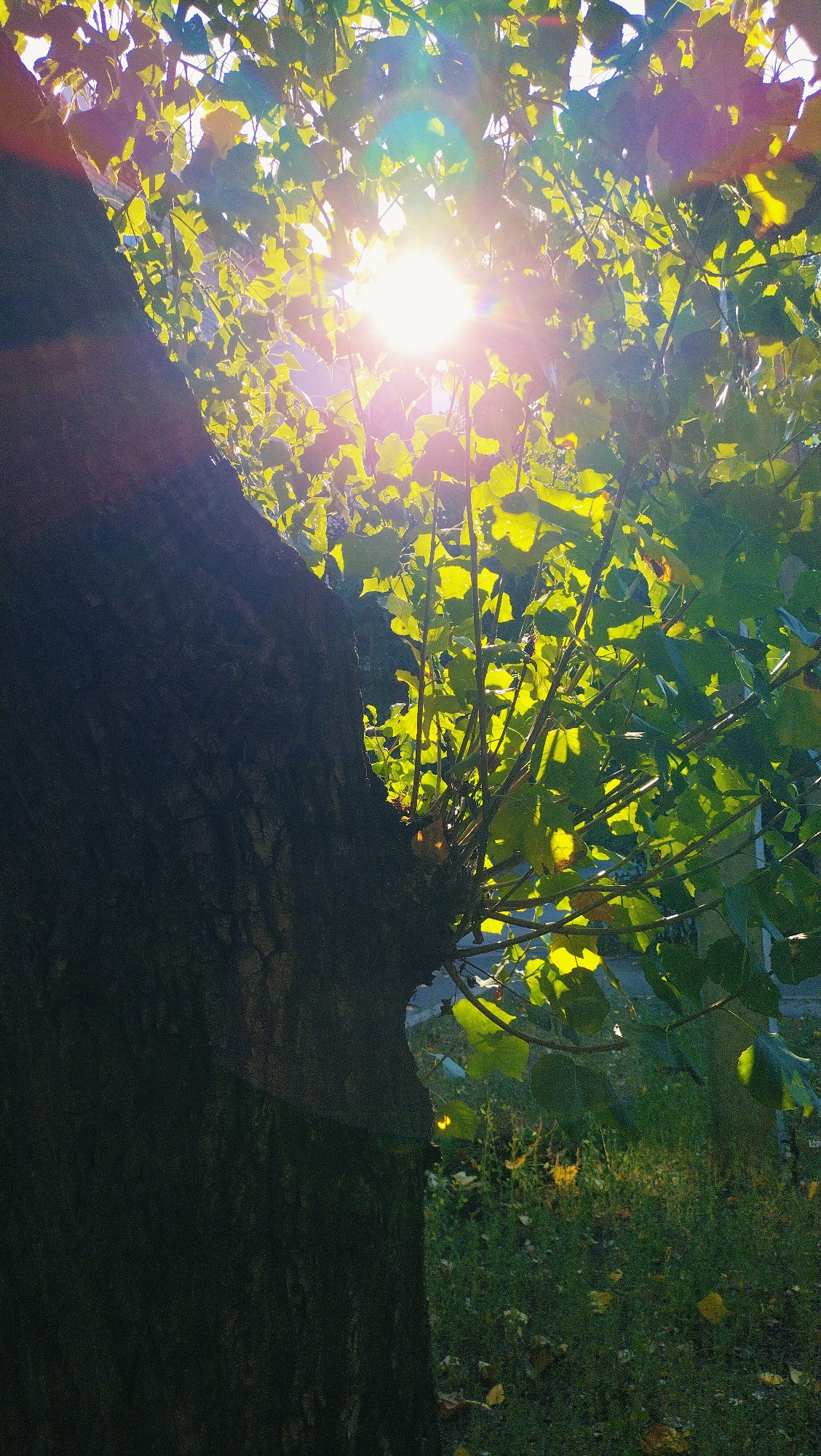 The image depicts a sun-drenched view of tree foliage and a portion of a tree trunk, likely captured outdoors. The sun is prominently visible, casting a lens flare and illuminating the vibrant green leaves, some of which are backlit. The texture of the dark tree bark is detailed, and a scattering of fallen leaves can be observed on the ground beneath the branches. The overall scene suggests a natural setting, possibly a park or a street with mature trees. Specific details regarding the city of Horishni Plavni, Ukraine, are not discernible from the visual information alone, and no people or specific actions are depicted.