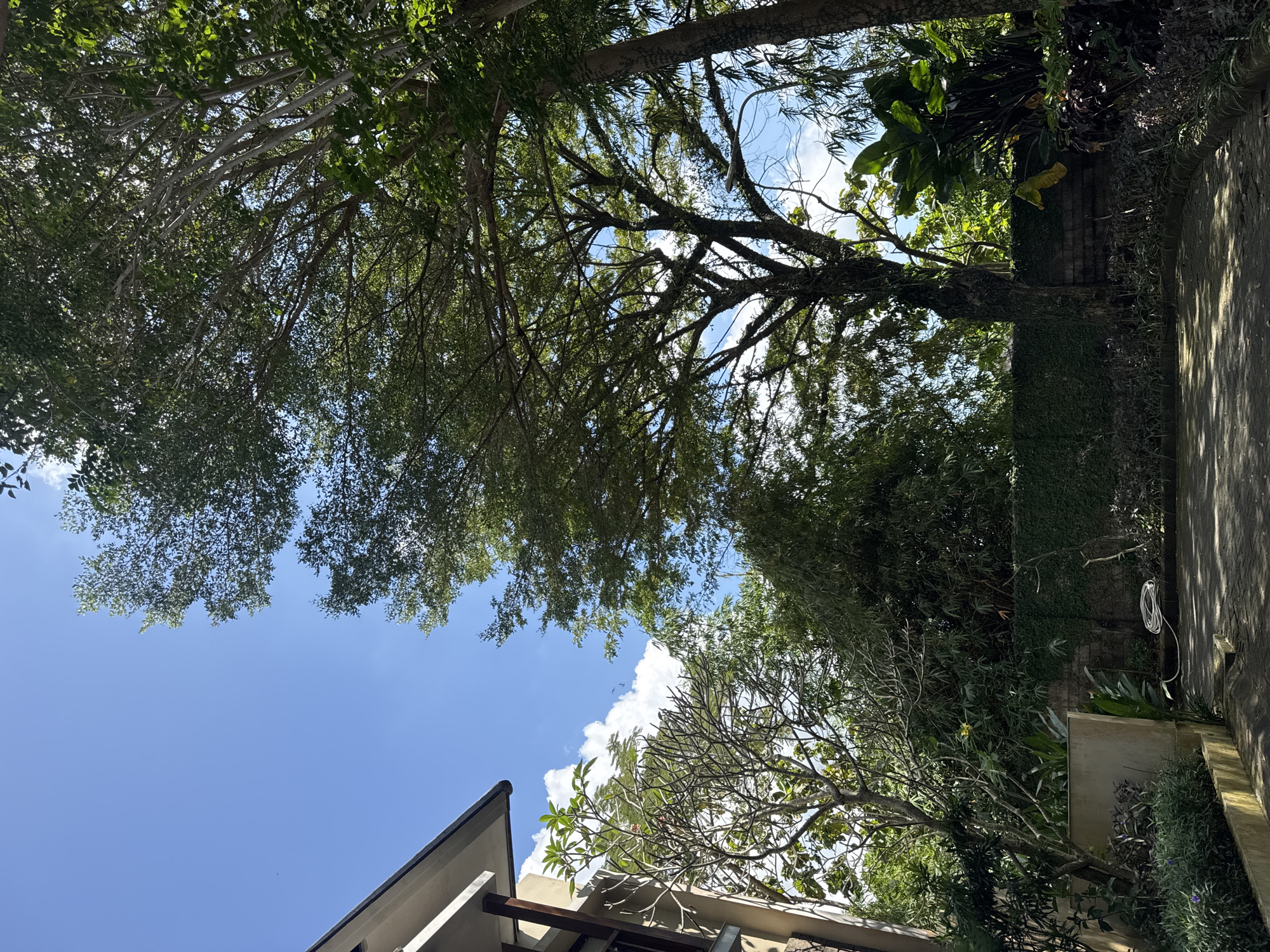 The scene is an upward-angled view of a residential or commercial area in Kuta Selatan, Indonesia. Trees with dense foliage are present, partially obscuring a bright blue sky with scattered white clouds. The eaves and roofline of a building are visible at the bottom of the frame, constructed with neutral-colored materials. Adjacent to the structure, vegetation extends along a wall or property line. A concrete walkway is also visible along the edge of the yard.