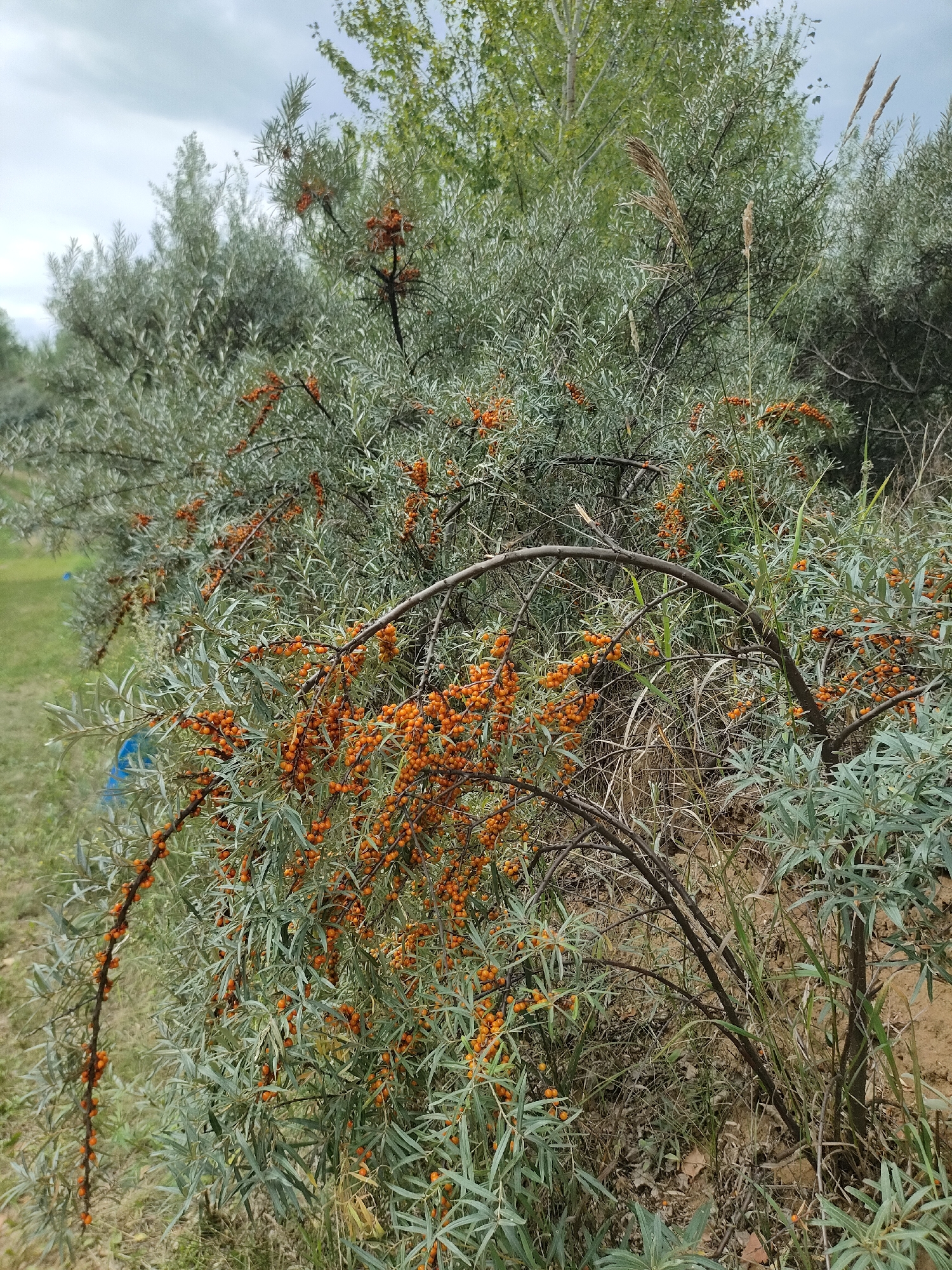 A close-up, eye-level shot captures a dense, thorny sea buckthorn bush laden with numerous small, bright orange berries. The branches are mostly bare, revealing the thorny nature of the plant, and are interwoven with dried grass and other vegetation. The background is blurred, showing a mix of green foliage from other trees and a cloudy sky overhead. The ground appears to be dry, sandy soil with sparse patches of grass. A portion of a light-colored, possibly wooden pole is visible in the upper left quadrant. The overall impression is of a natural, overgrown area, likely in a rural or semi-rural setting. It is not possible to definitively determine the location within the city of Petropavl, Kazakhstan, based solely on this image.