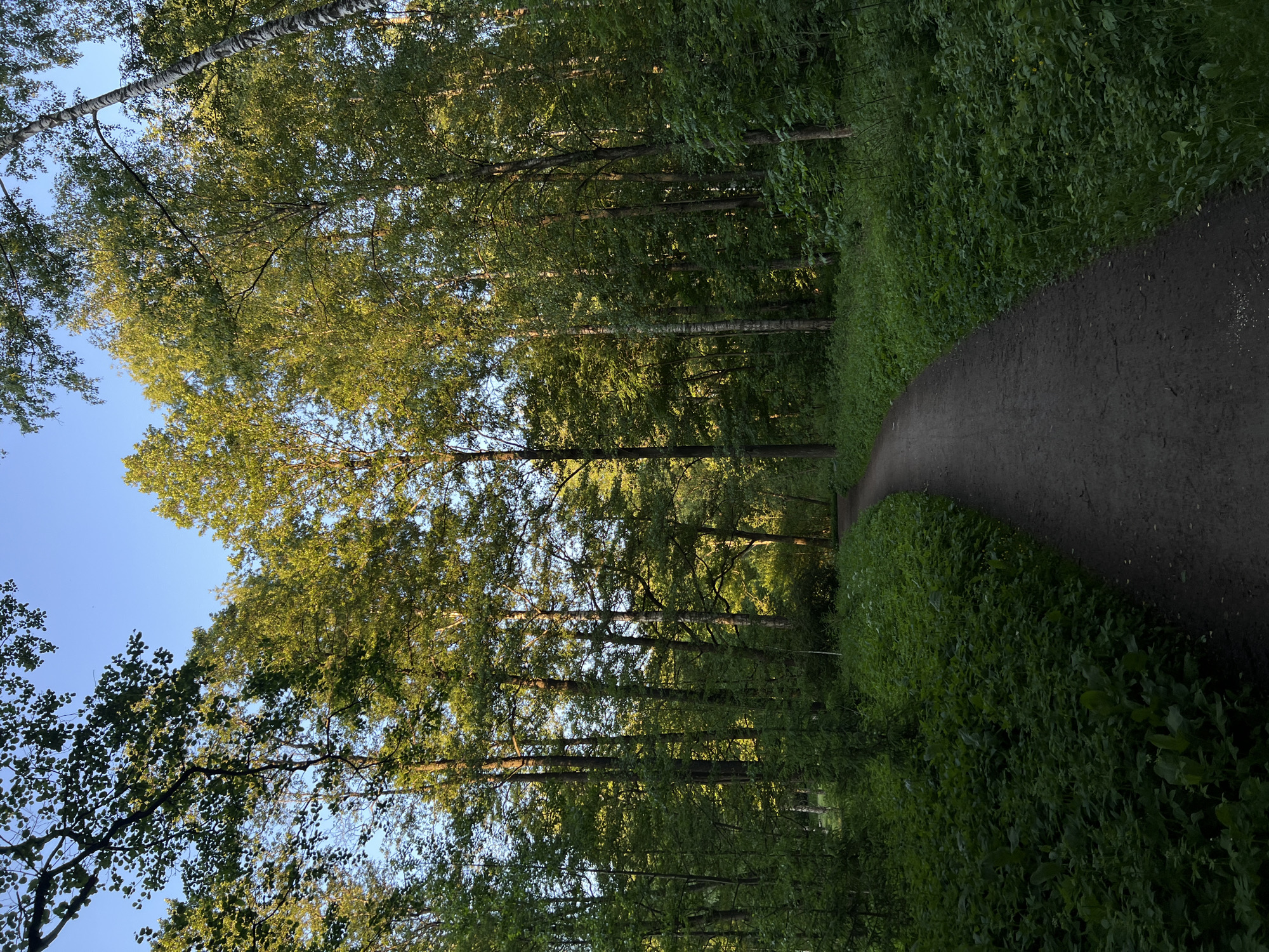 The image captures a winding, unpaved path through a dense deciduous forest or park under a clear blue sky, characteristic of a natural area within the city of Saint Petersburg, Russia. The scene is illuminated by late afternoon or early evening sunlight, indicated by the warm, golden glow on the upper canopies of the trees and the long shadows cast below.
A dark, narrow dirt path, approximately 1.5 meters wide, originates from the lower-center foreground, curves gently towards the right, and recedes into the dense green background. The path surface appears compacted and dark.
On both sides of the path, a thick, multi-layered undergrowth of various herbaceous plants and low shrubs covers the ground. The vegetation in the foreground is deep green and heavily shaded, while areas further back exhibit lighter, brighter green tones where sunlight penetrates.
Numerous tall, mature deciduous trees with full green foliage dominate the frame. Their trunks are visible on both sides of the path, with some appearing dark brown and others, particularly on the right, displaying lighter, possibly birch-like, bark. The uppermost leaves of these trees are brightly illuminated by a warm, golden sunlight, creating a strong contrast with the shaded lower trunks and undergrowth.
A vibrant, cloudless blue sky is visible through gaps in the tree canopy in the upper central and right portions of the image. No human figures, animals, or man-made structures are discernible within the frame, presenting an undisturbed natural environment in a late spring or summer setting.