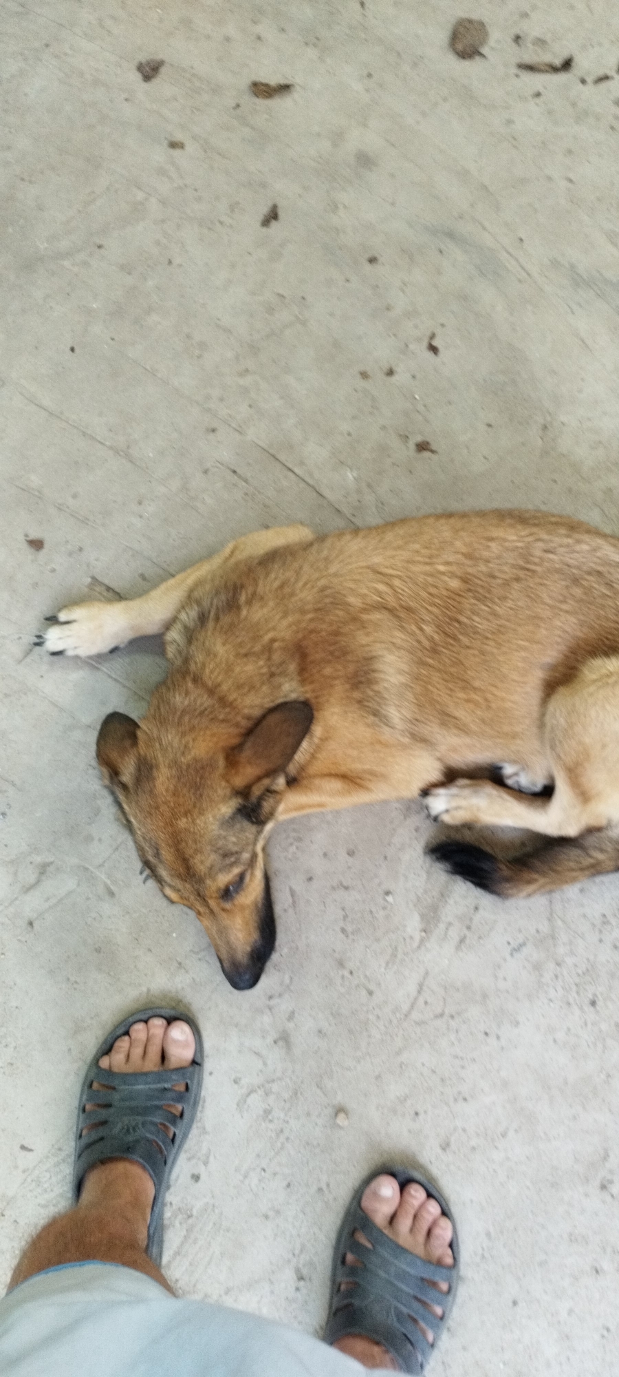 An overhead shot shows a light brown dog lying on a grey concrete surface. The dog is facing left with its head lowered, and its front paws are extended in front of it. The dog's tail is curled around its hindquarters. To the left of the dog, a pair of grey sandals are visible, with the toes of a person's feet peeking out. The concrete surface appears weathered, with some dirt and debris scattered across it. The scene is likely outdoors, possibly in a city like Yaroslavskaya, Russia, given the prevalence of concrete in urban environments.