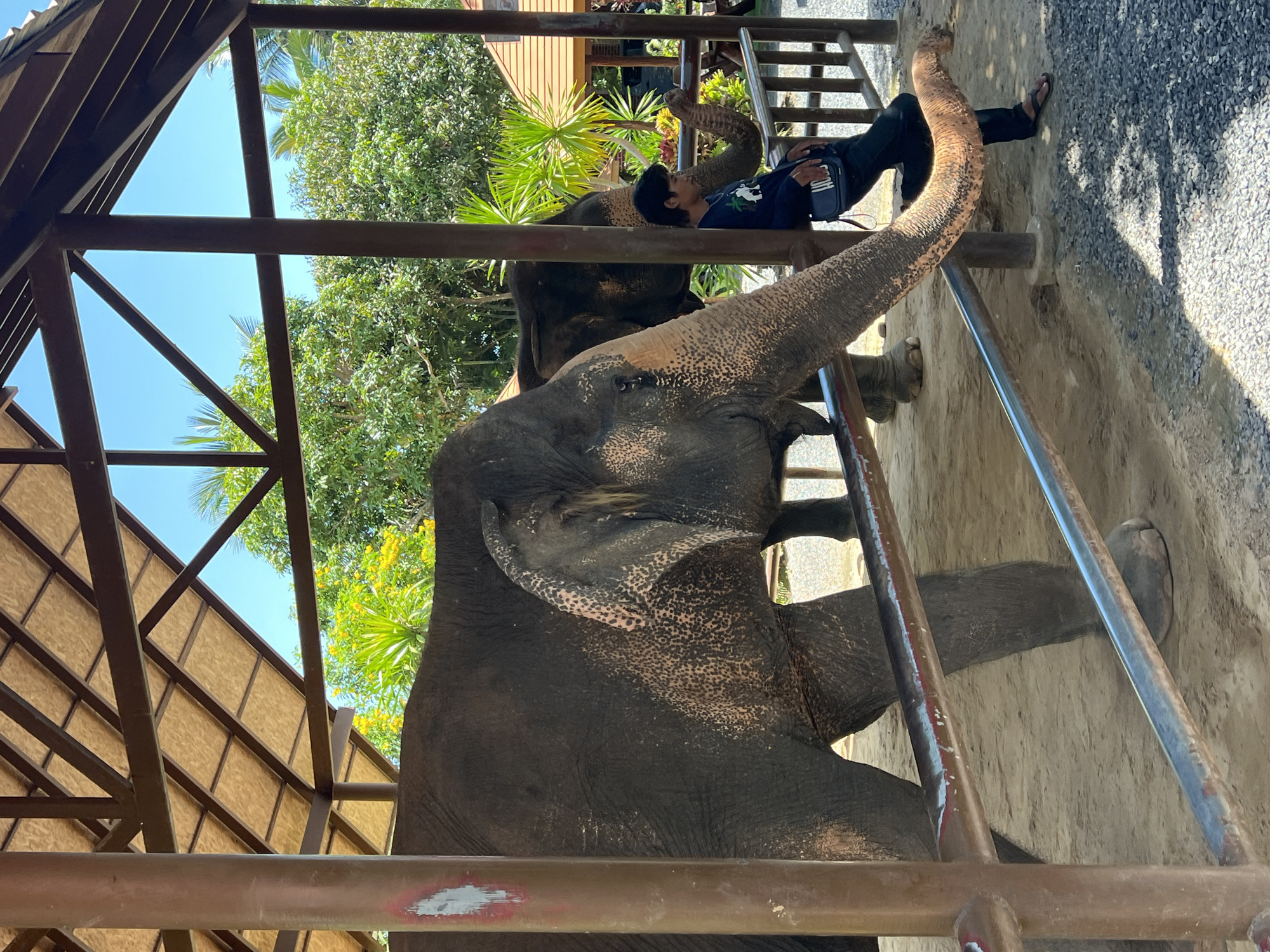 In Baan Thurian, Thailand, an elephant stands behind a metal railing, its trunk extended towards the foreground. A young man, dressed in a dark long-sleeved shirt and dark pants, leans against a wooden pillar near the elephant. The elephant has light pink markings on its skin, particularly around its ears and face. Behind the elephant, another elephant is partially visible. The scene is set under a wooden roof supported by pillars, with lush green trees and vegetation visible in the background under a clear blue sky. The ground is a mix of sand and gravel.