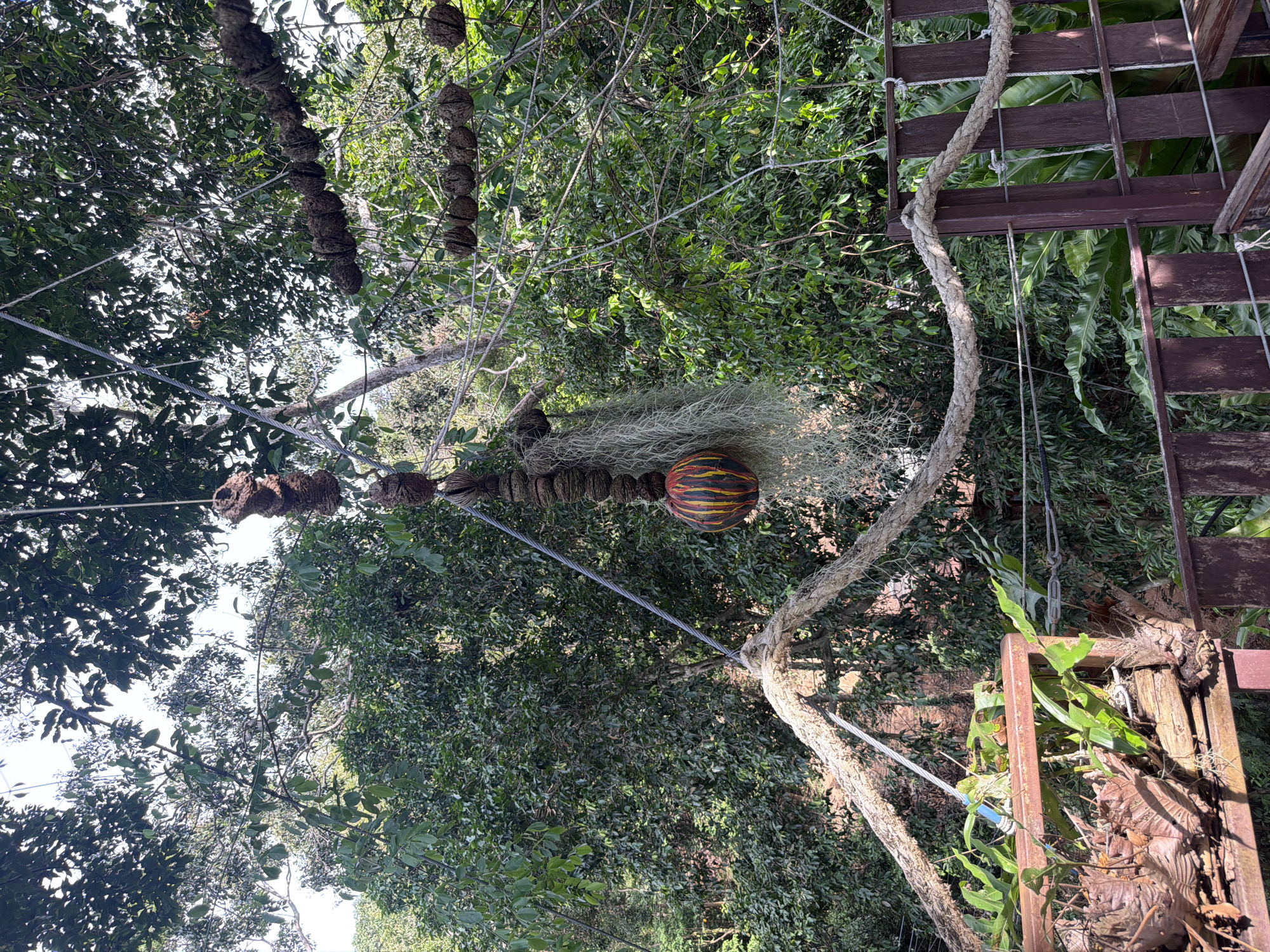 In the city of Ko Samui, Thailand, this image depicts an outdoor scene dominated by lush green foliage and trees. Several objects are suspended from thin wires and ropes, creating a decorative or functional display. Prominently featured is a striped, gourd-like object with red and yellow bands, hanging amongst wispy, grey epiphytic plants. Above and to the right, a string of brown, fibrous balls, possibly coconut husks, hangs horizontally. Another similar string of these balls is visible further to the right and higher up. A thick, rough rope forms a triangular structure in the foreground, seemingly part of a railing or walkway. In the lower left, a rustic wooden and metal structure, possibly a planter or a section of a balcony, holds various plants, including some with dried leaves and others with vibrant green foliage. The background is filled with dense, verdant trees and leaves, suggesting a tropical or garden environment. The lighting indicates it is daytime, with bright sunlight filtering through the leaves, creating some dappled shadows. No people are visible in the image.