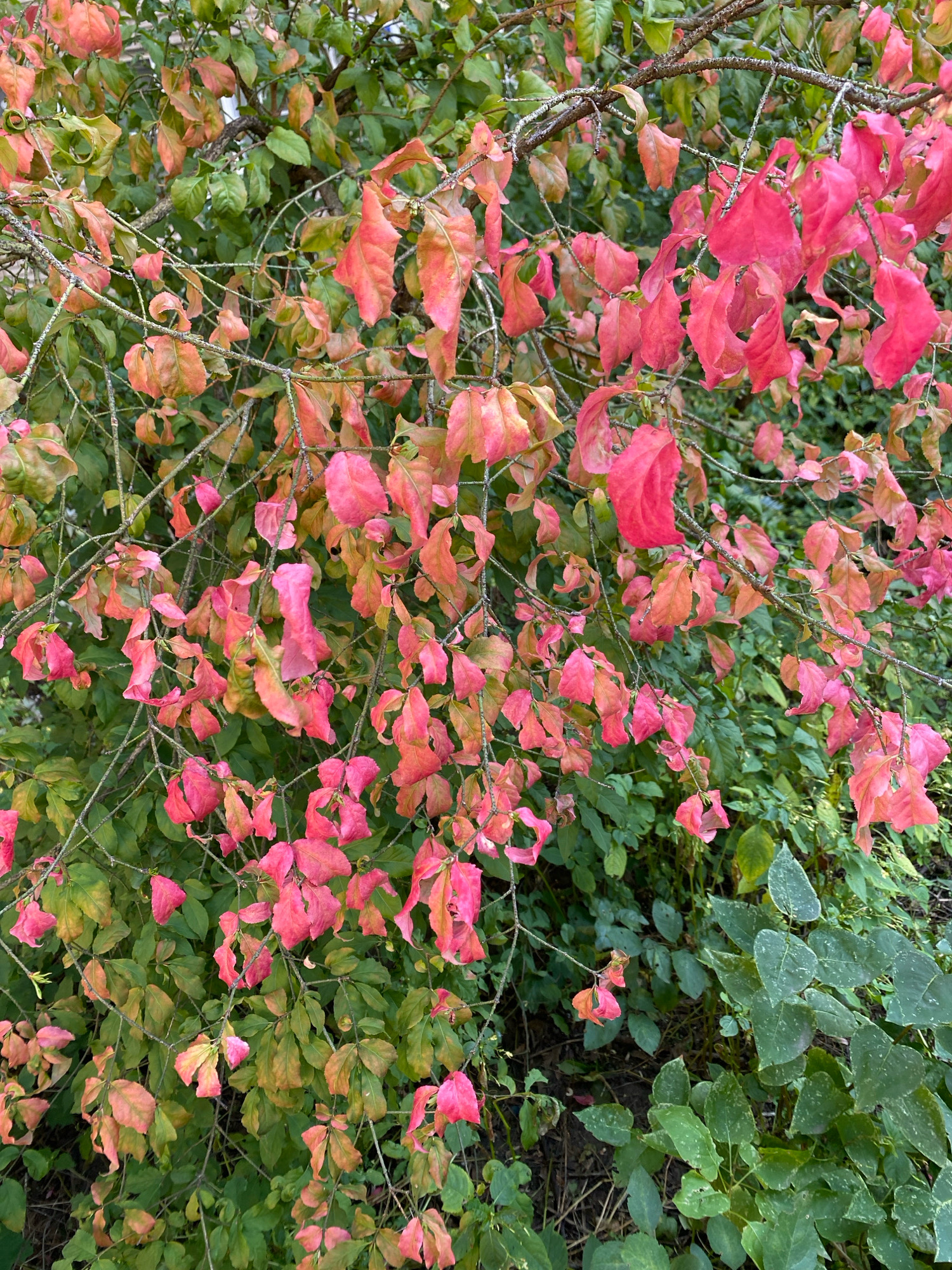 The image shows a close-up view of branches with numerous leaves, predominantly in shades of pink, red, and green. Some leaves are fully colored, while others display a gradient from green to pink, suggesting a transition of seasons. The branches are slender and appear to be part of a shrub or tree. The background consists of denser green foliage, indicating a natural outdoor setting. The image does not contain any people, actions, or interactions. The scene appears to be located outdoors, possibly in a garden or park, in Ivanteyevka, Russia.