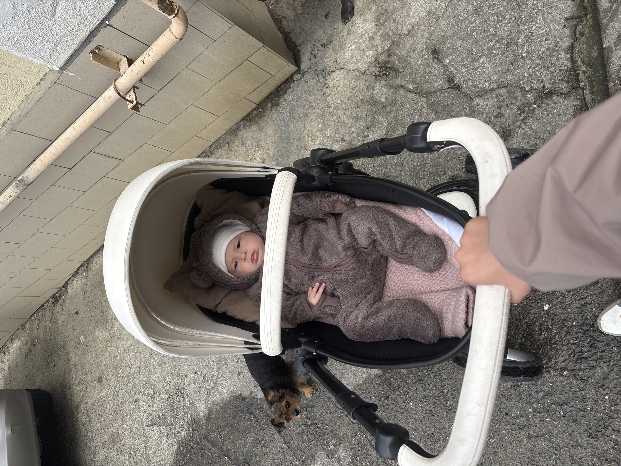 A baby wearing a brown bear-like onesie and a white hat is lying in a white and black stroller. The stroller is being pushed by someone wearing a beige jacket. A small brown and black dog is looking up at the stroller. The scene appears to be on a paved area near a building with tiled walls. Based on visual clues and possible context, the location might be Sochi, Russia.