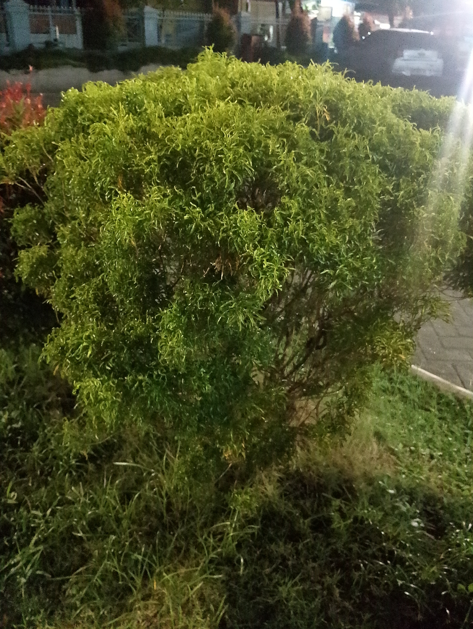 The image depicts a densely foliated green bush with a bushy, rounded shape, situated in the foreground. The bush has many small, curled leaves, giving it a textured appearance. It is surrounded by green grass, which appears somewhat overgrown and uneven in texture. In the background, a paved surface, possibly a sidewalk or road, is visible, with a white border line. Beyond the paved area, there are blurry structures that appear to be buildings or fences, suggesting an urban or suburban environment. The lighting in the image is somewhat dim, with a bright light source, likely artificial, casting a glare on the right side of the bush and illuminating parts of the scene. The presence of buildings and paved surfaces indicates an outdoor location within the city of Pematang Siantar, Indonesia.