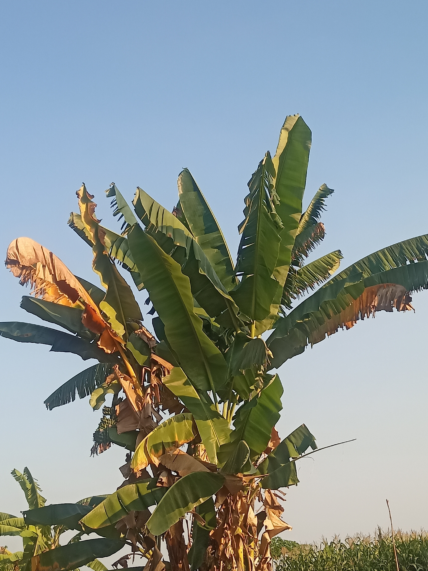 The image shows a close-up view of a banana tree with large green and brown leaves against a clear blue sky. Some leaves are dried and brown, while others are vibrant green. A bunch of green bananas is visible hanging from the tree. In the background, a field of corn is visible under the bright sky. The scene is set in Cepoko, Indonesia. There are no people or animals present in the image. The lighting suggests it is daytime, possibly late afternoon due to the warm tones on the dried leaves.